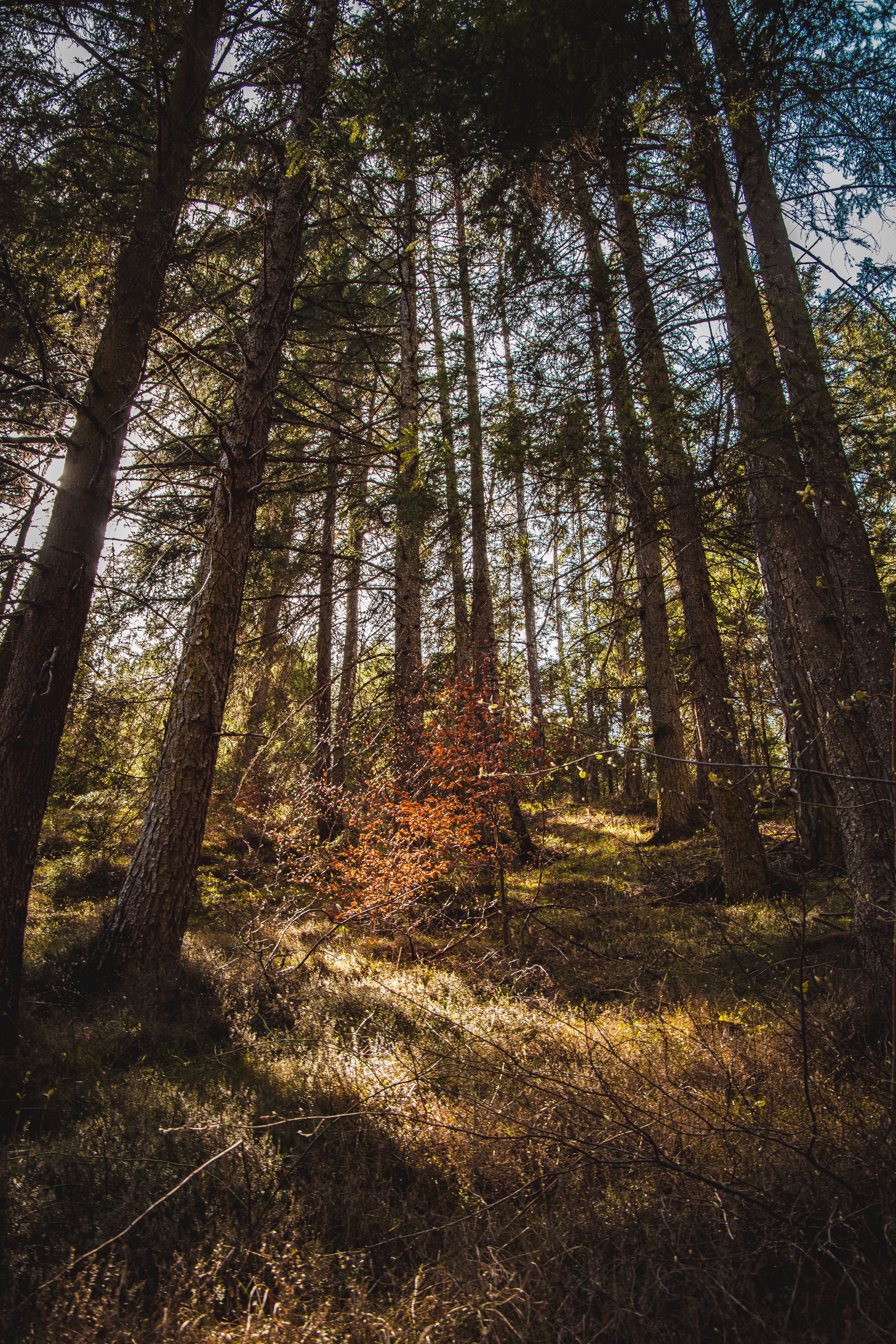 forest at daytime, tree, land, plant, tranquility, tree trunk
