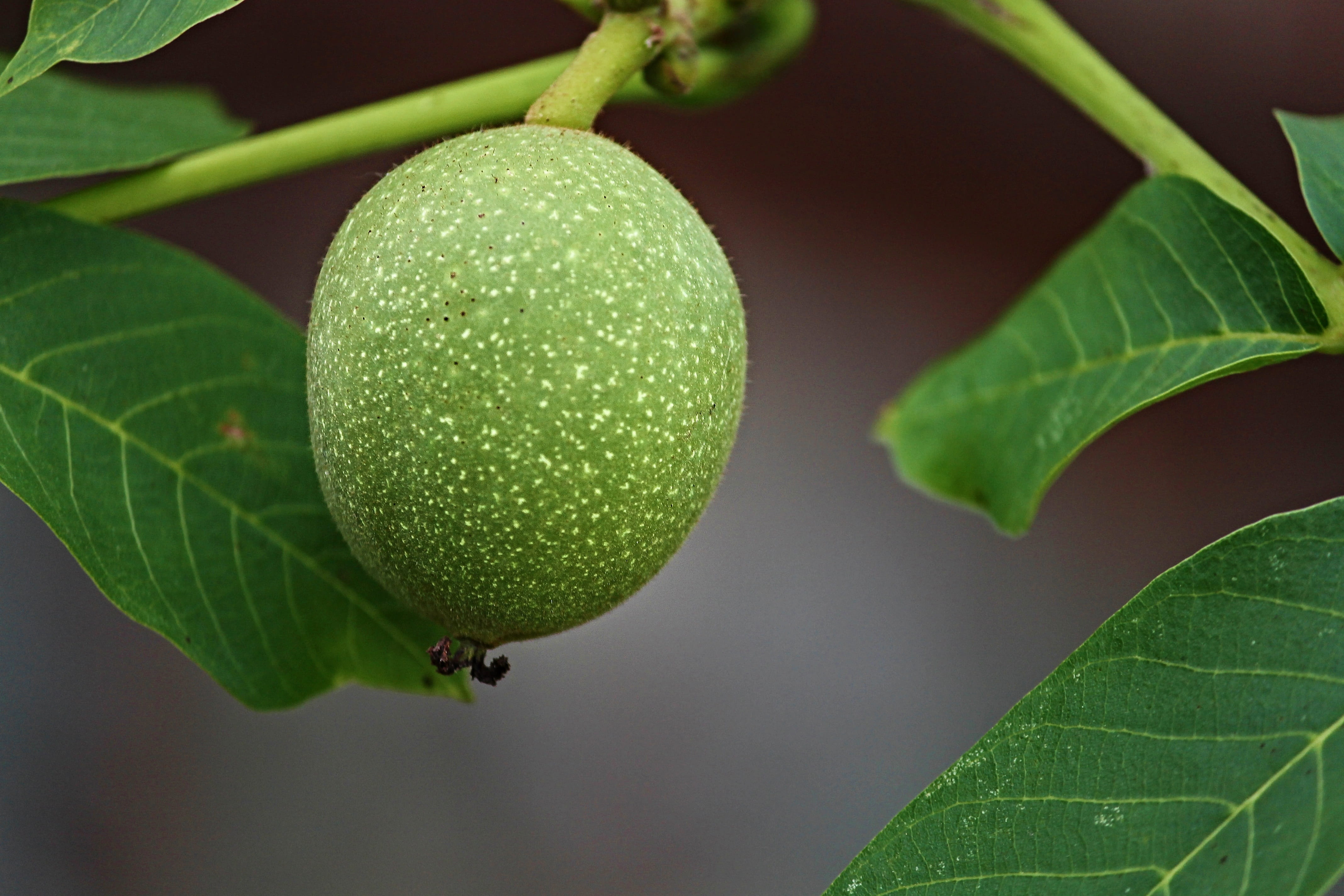walnut, shell, green, unrreif, depend, walnut tree, juglans