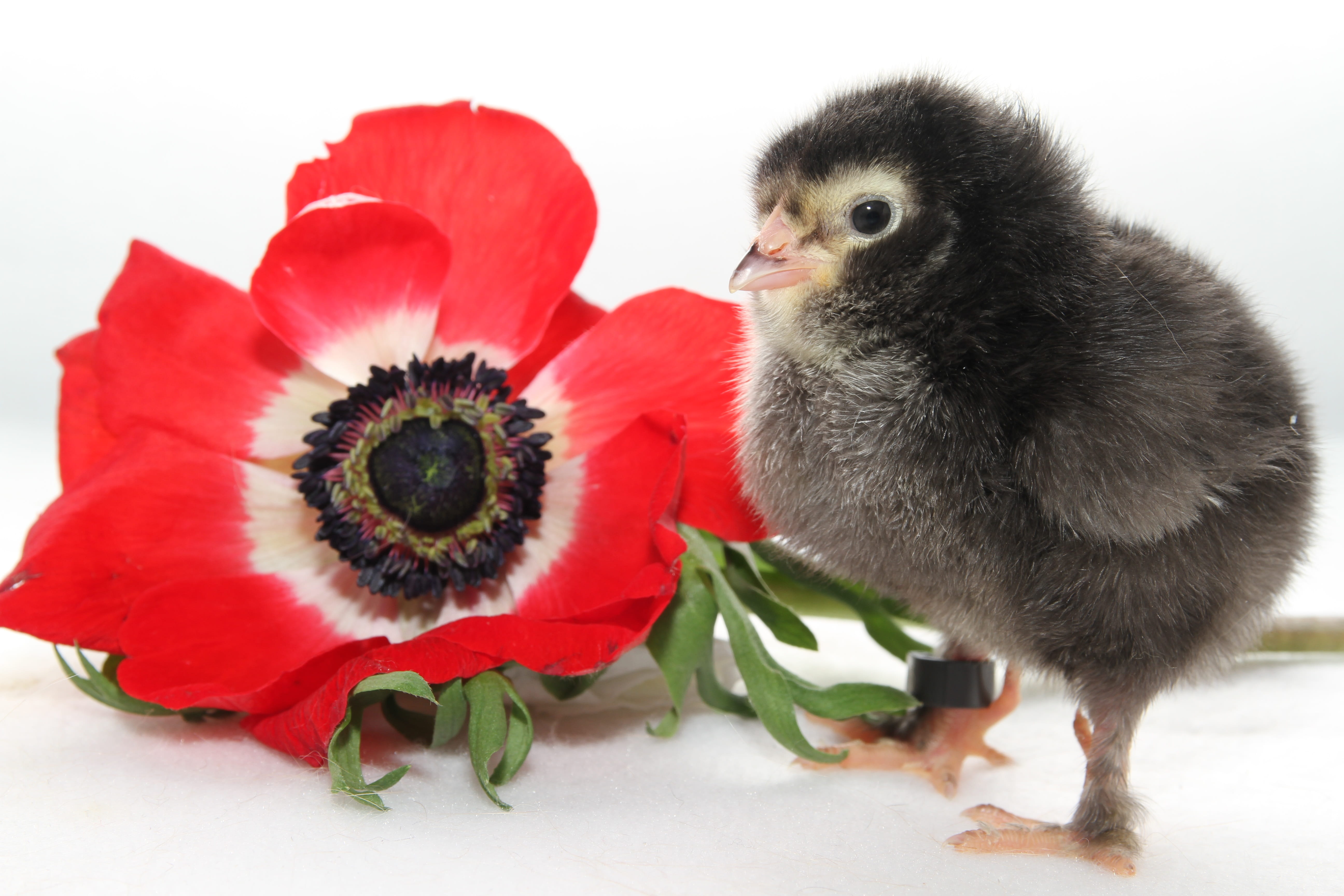 chicks, chickens chicks, spring, easter, blossom, bloom, young animal