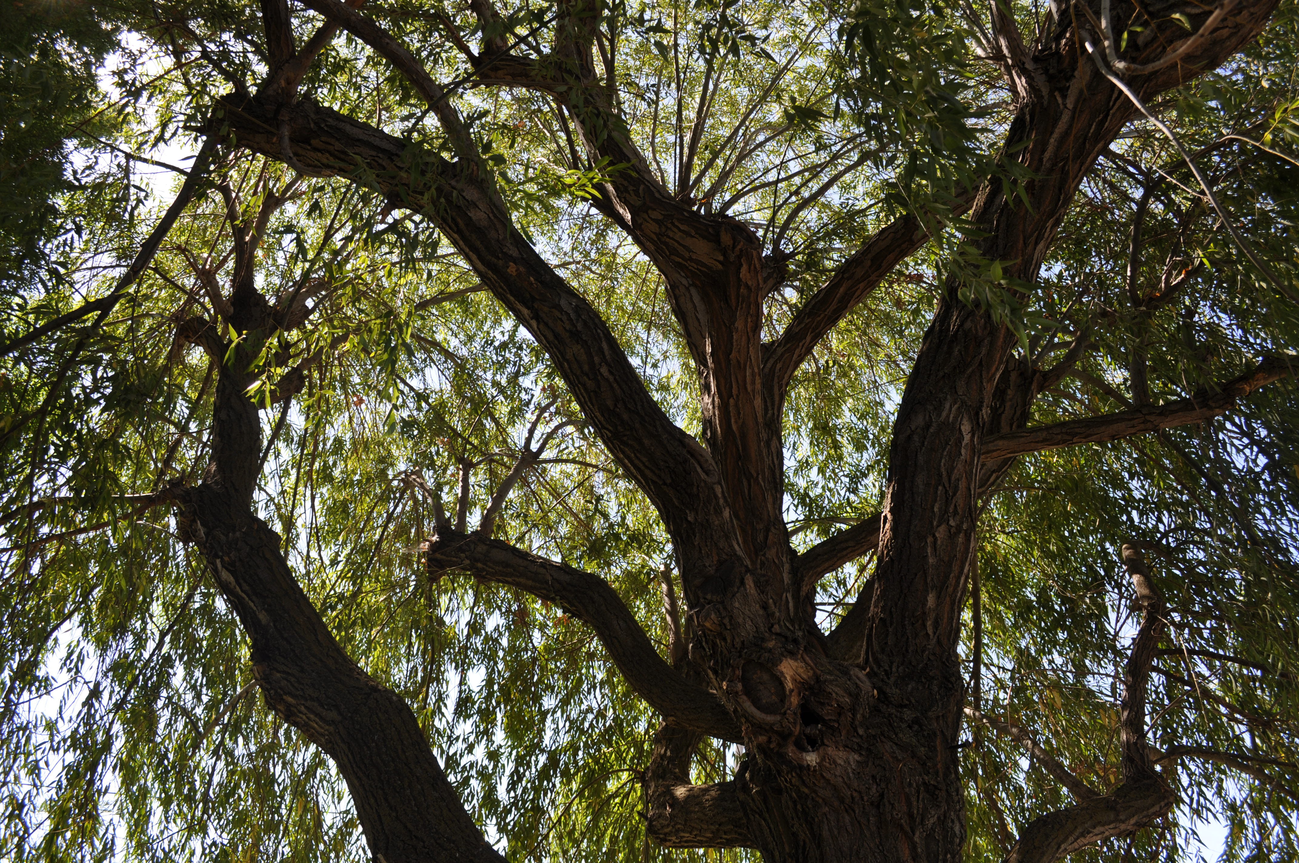 tree, sky, plant, tree trunk, low angle view, branch, growth