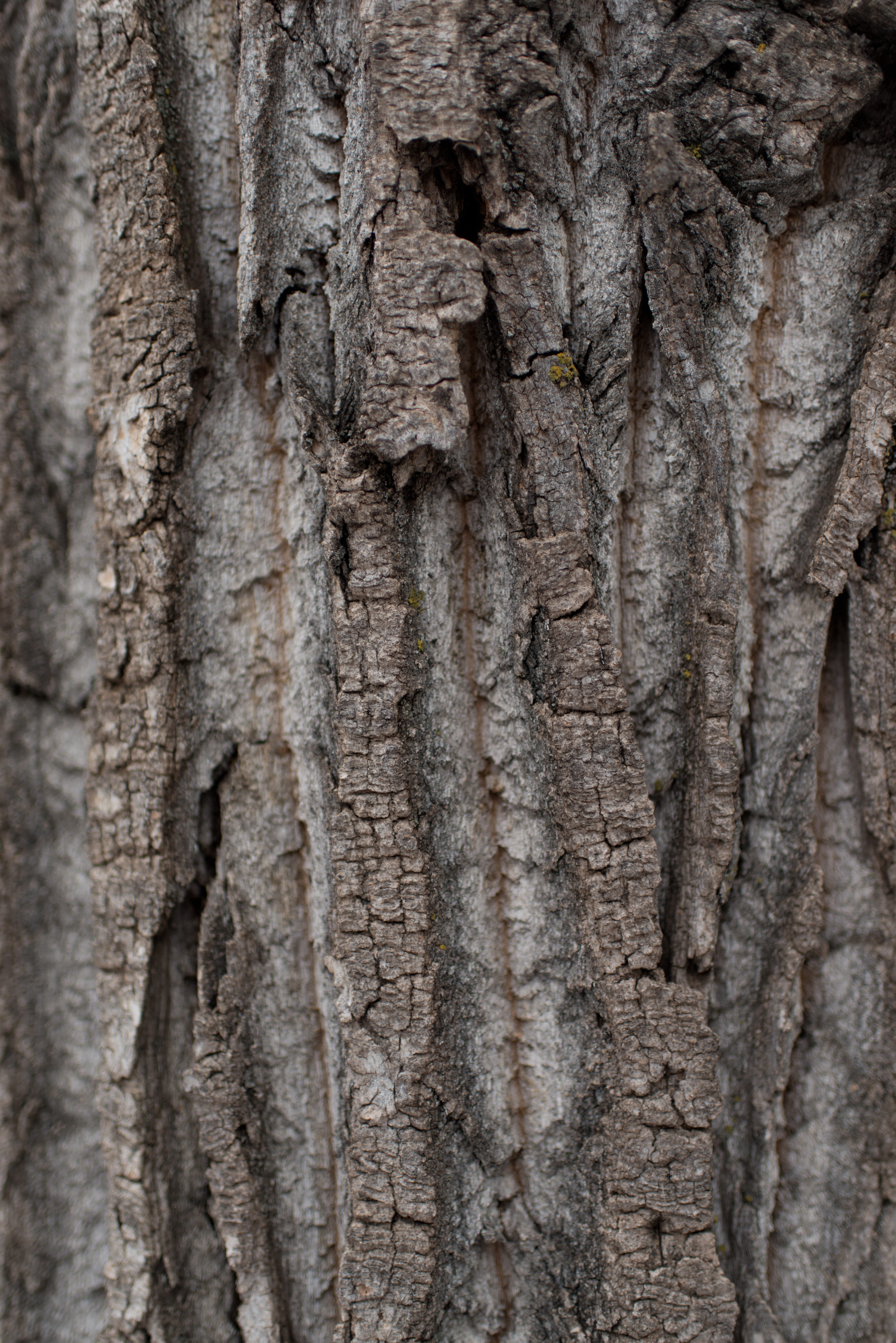 tree, tree bark, texture, nature, tree trunk, backgrounds, full frame