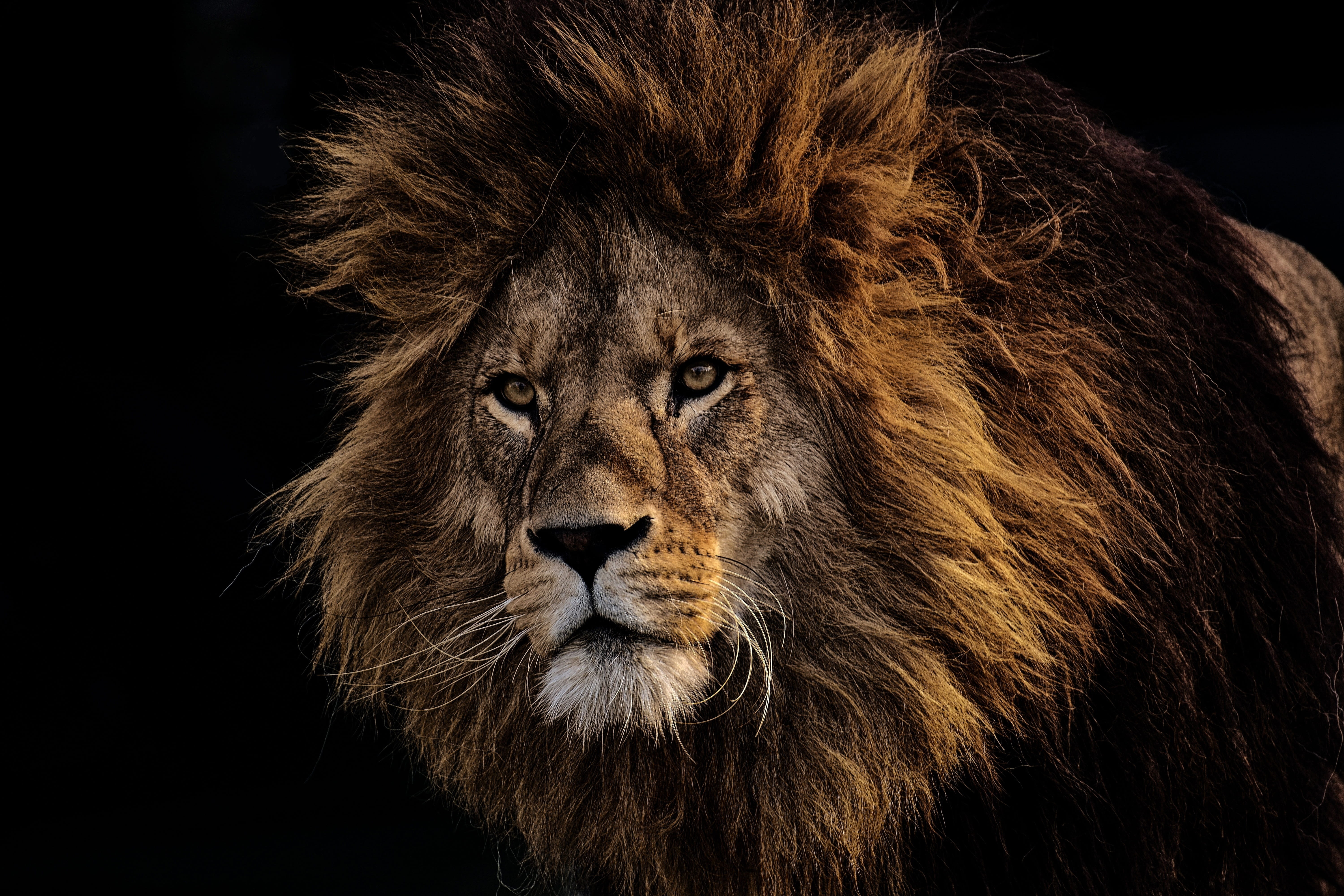 lion, predator, dangerous, mane, big cat, male, zoo, wild animal