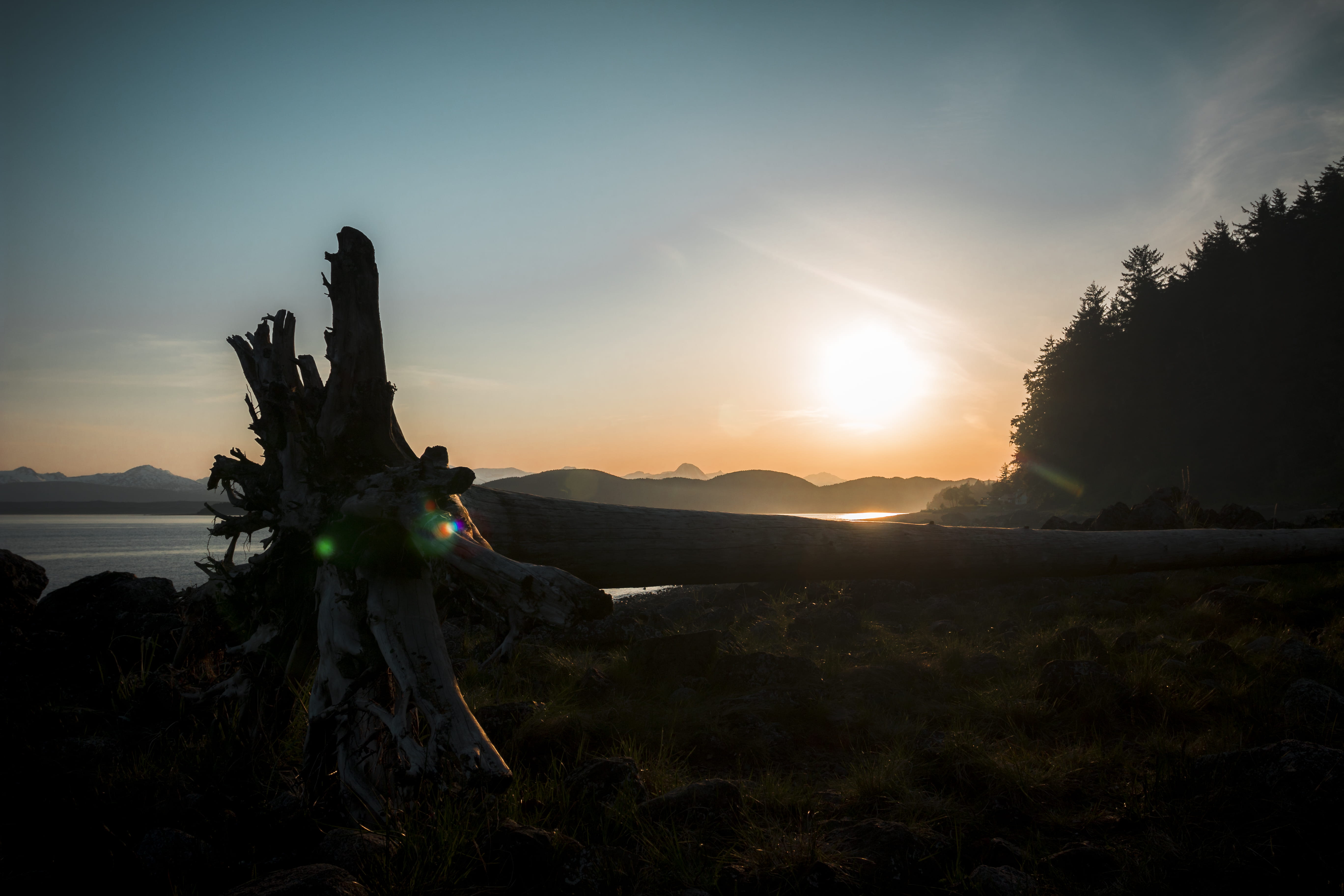 tree, dead, alaska, sunset, trees, forest, ocean, beach, sky