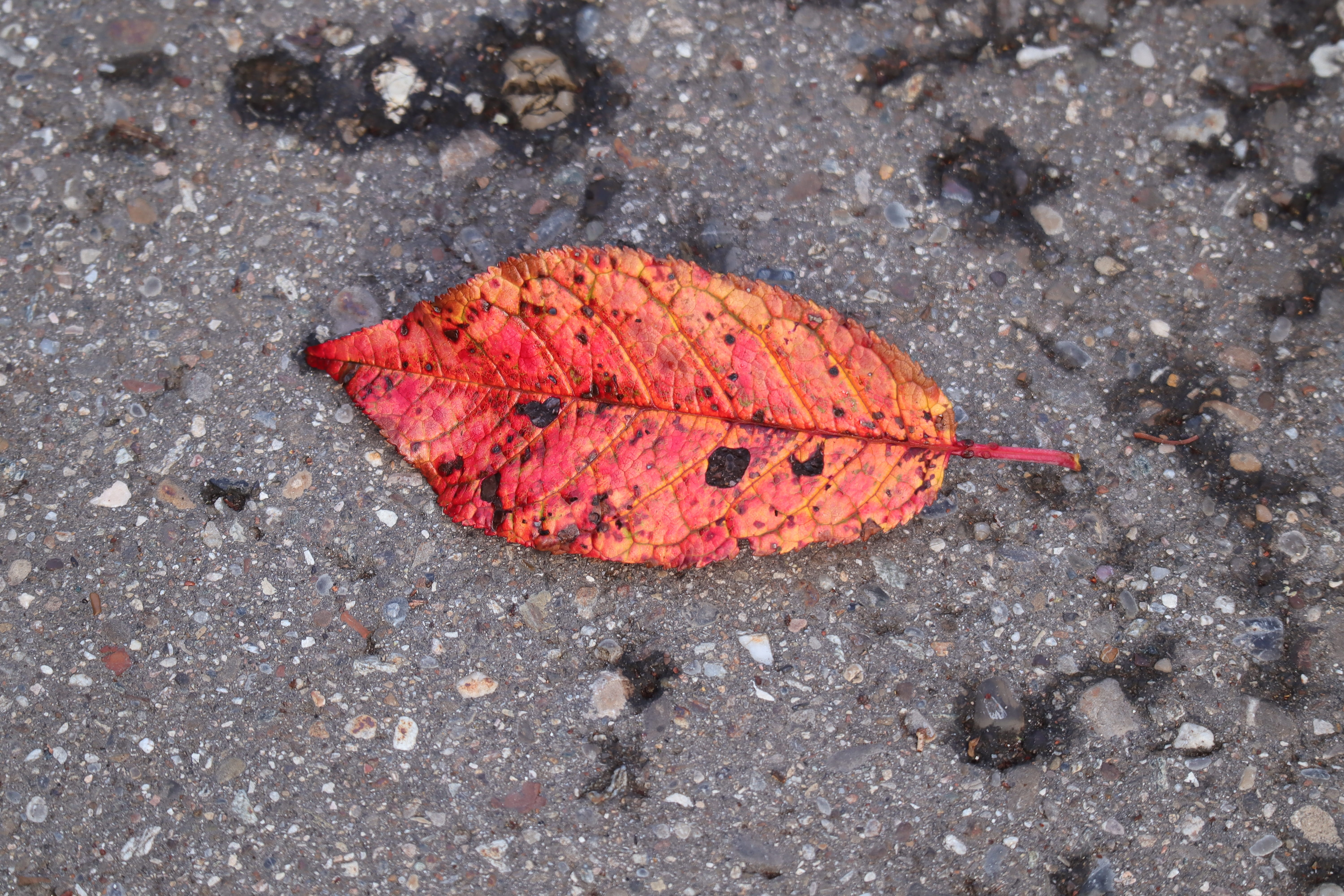 fall foliage, leaf, october, fall color, asphalt, high angle view
