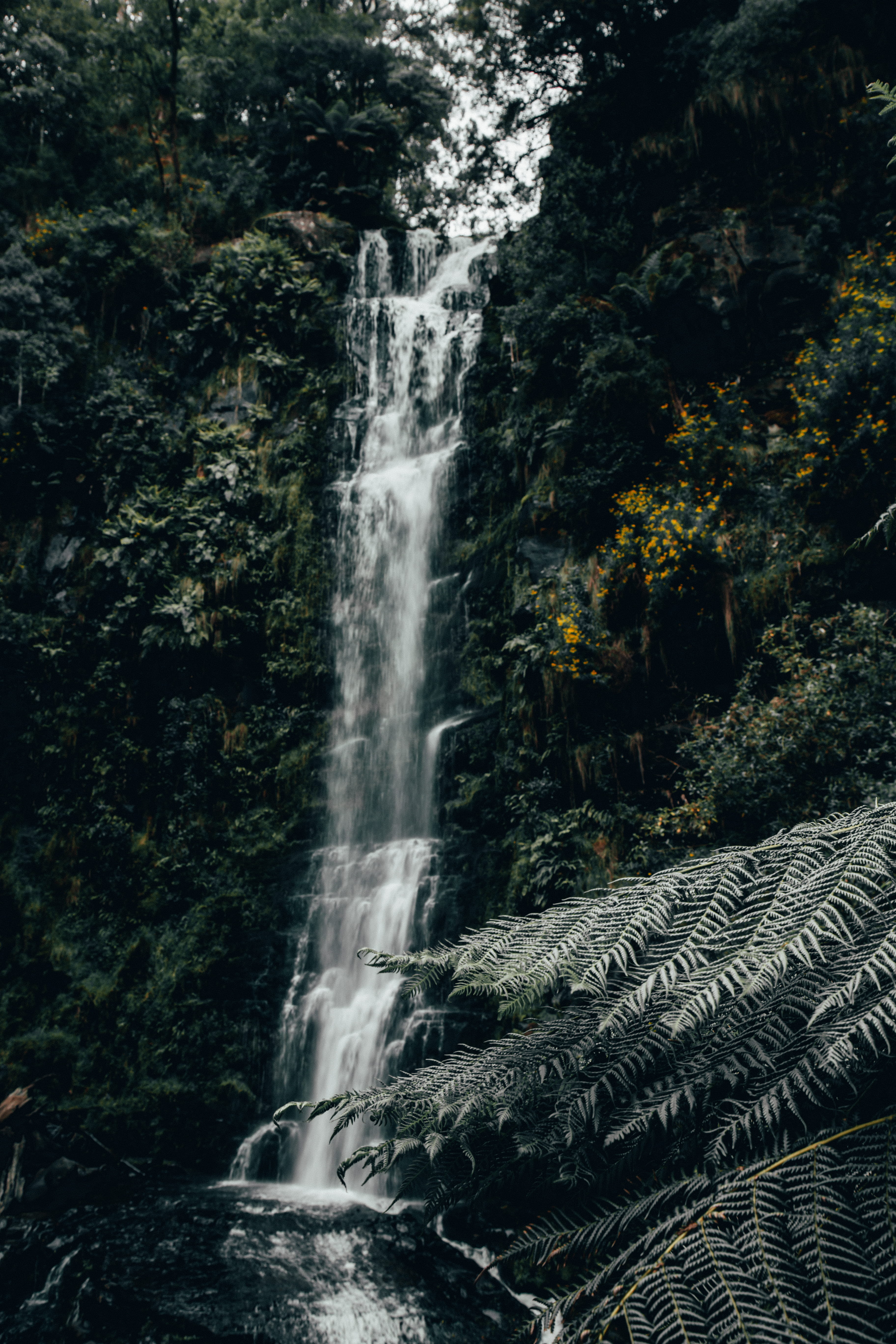 trees, waterfall, forest, river, jungle, green, moody, motion