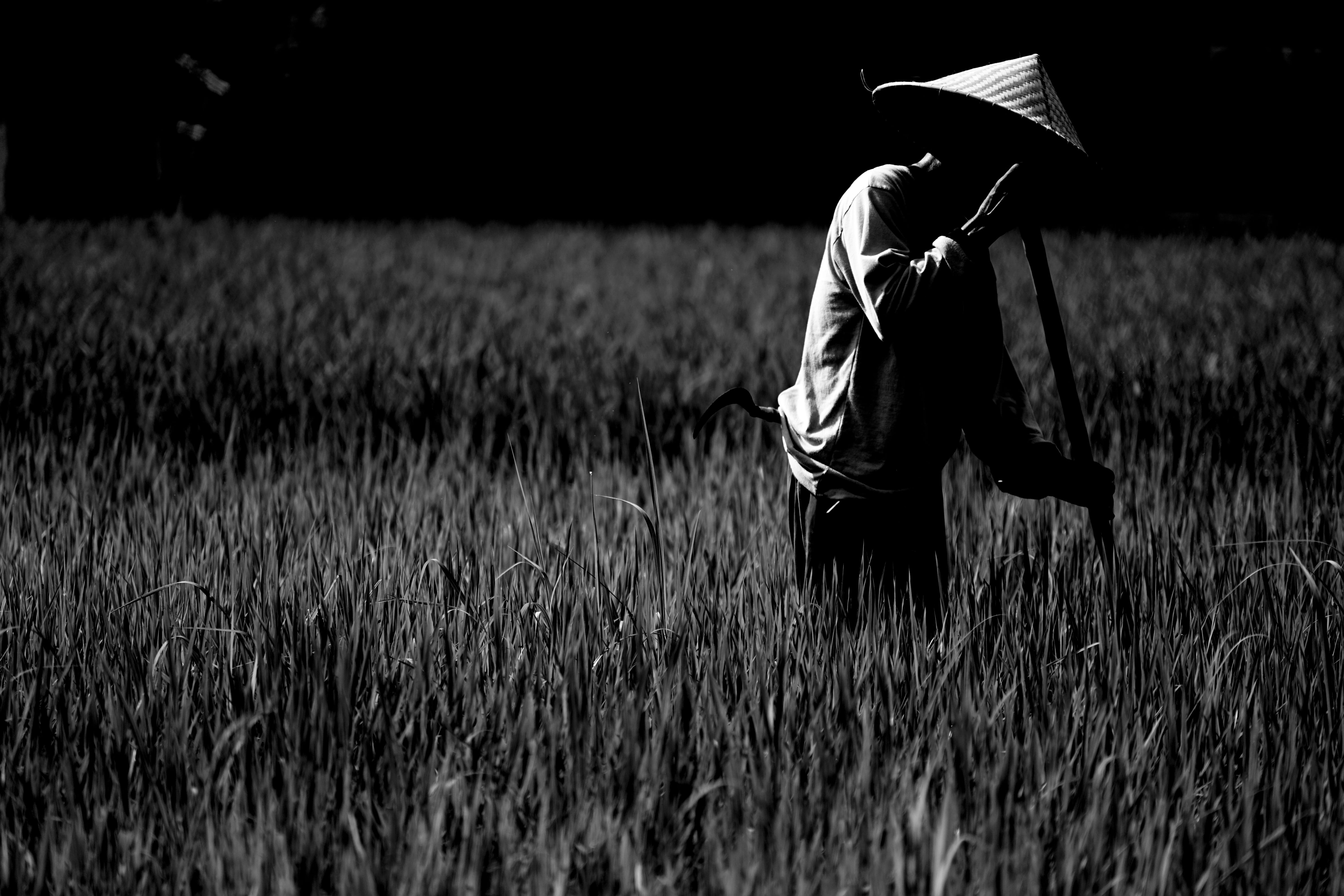 field, rice, farmer, indonesia, bali, one person, land, real people