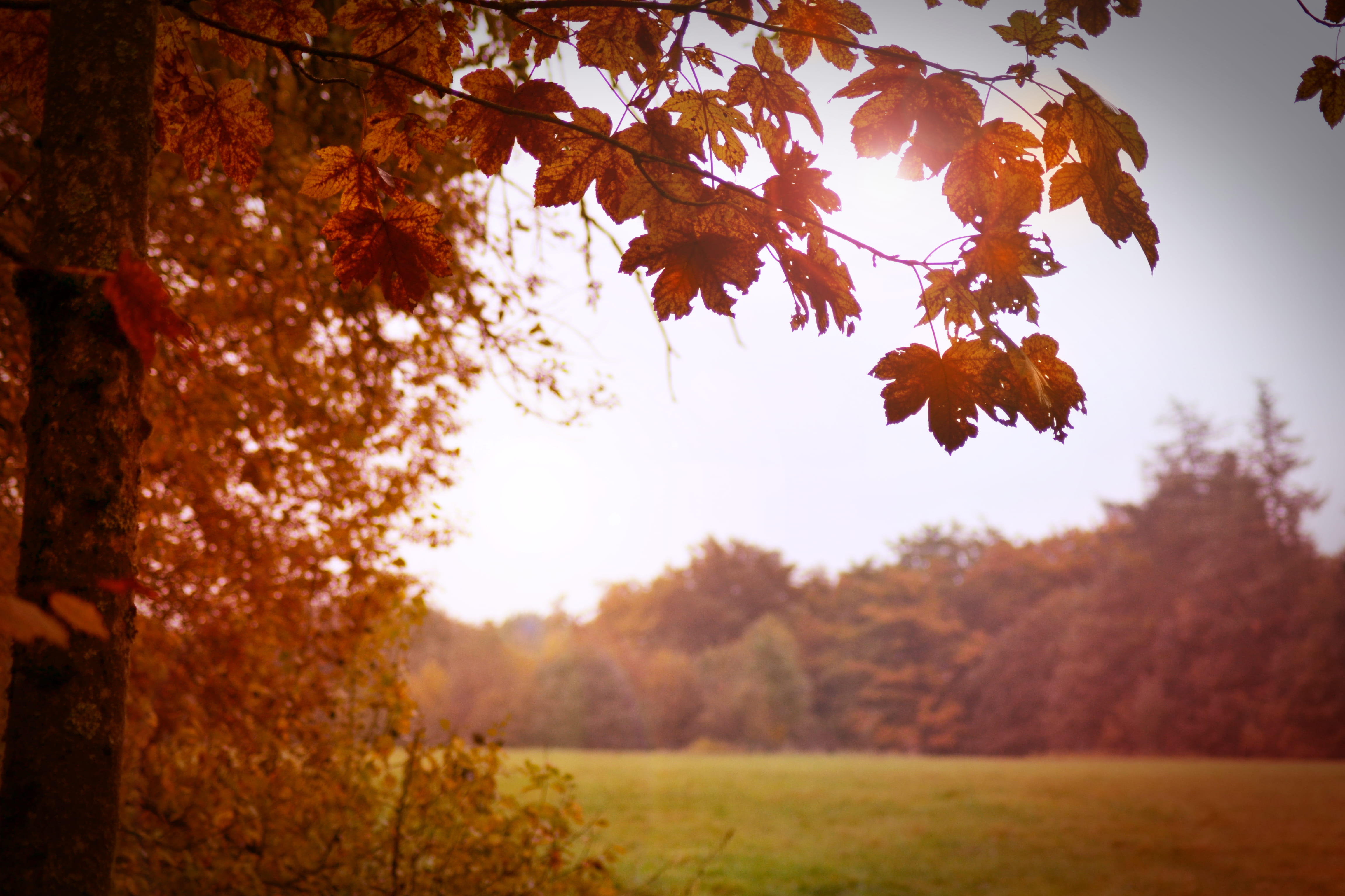 tree, maple, fall, autumn, red, orange, warm, colour, leaves