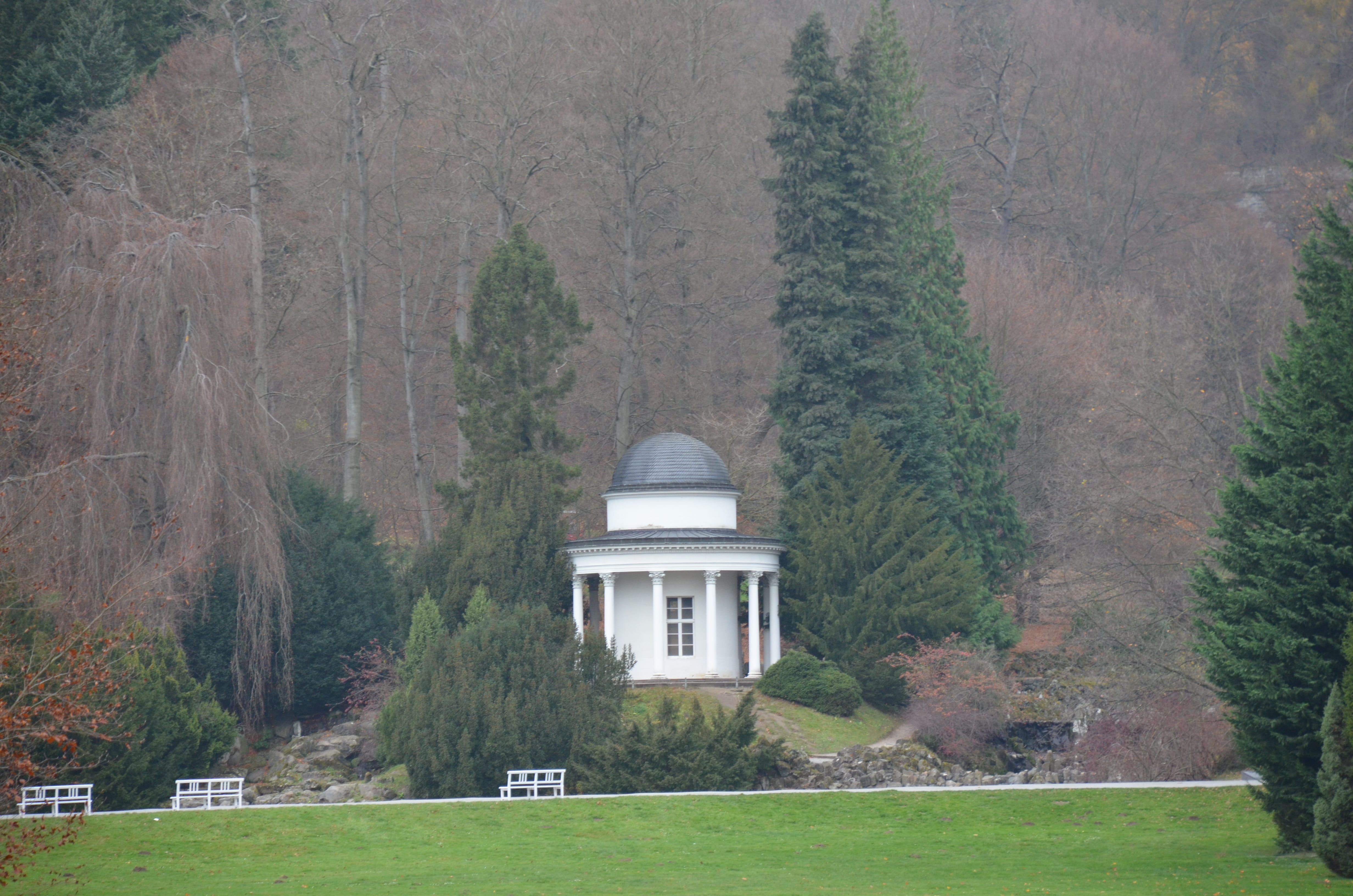 germany, kassel, tree, plant, architecture, built structure