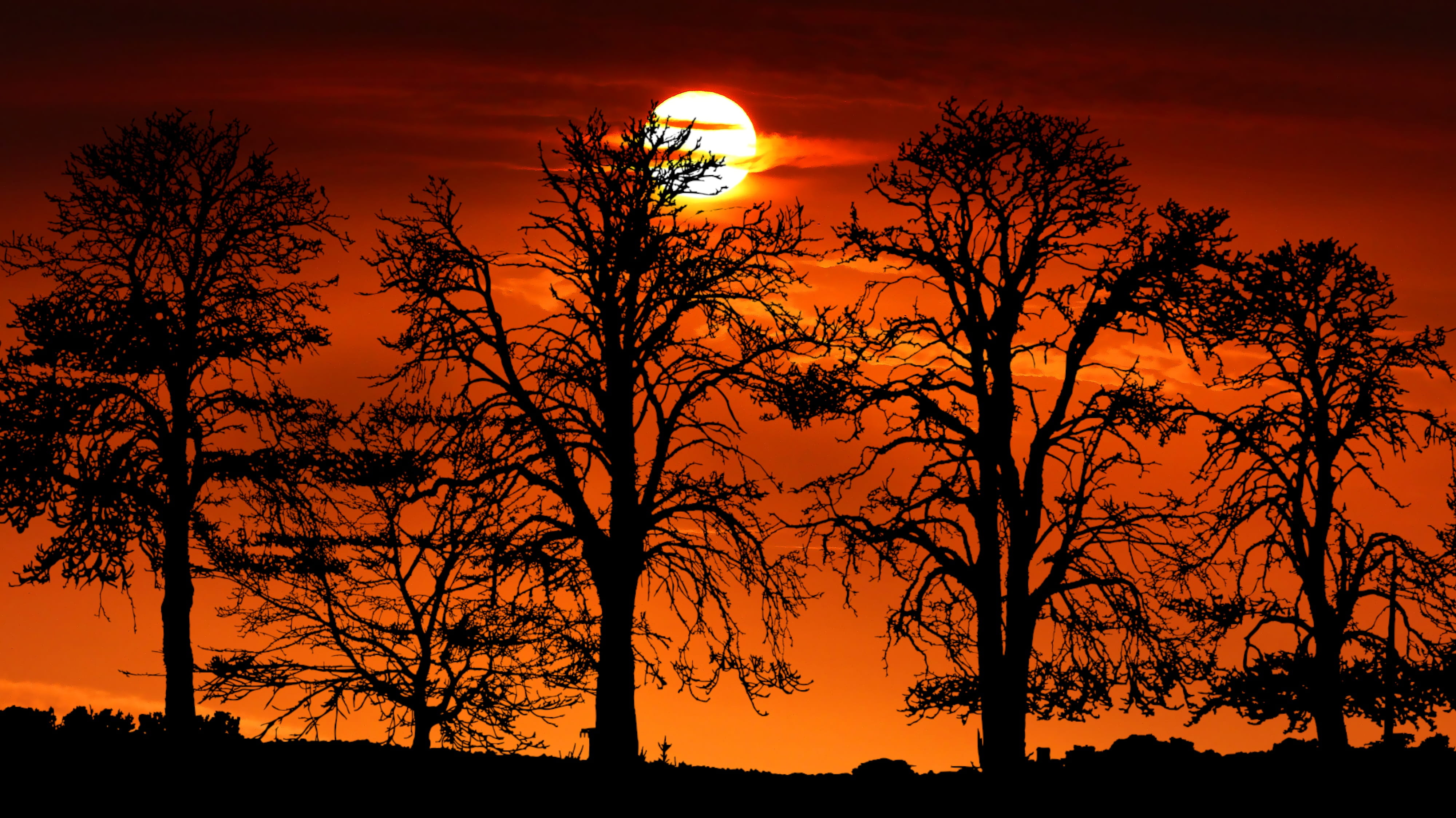 sunset, tree, nature, landscape, sky, evening, twilight, orange