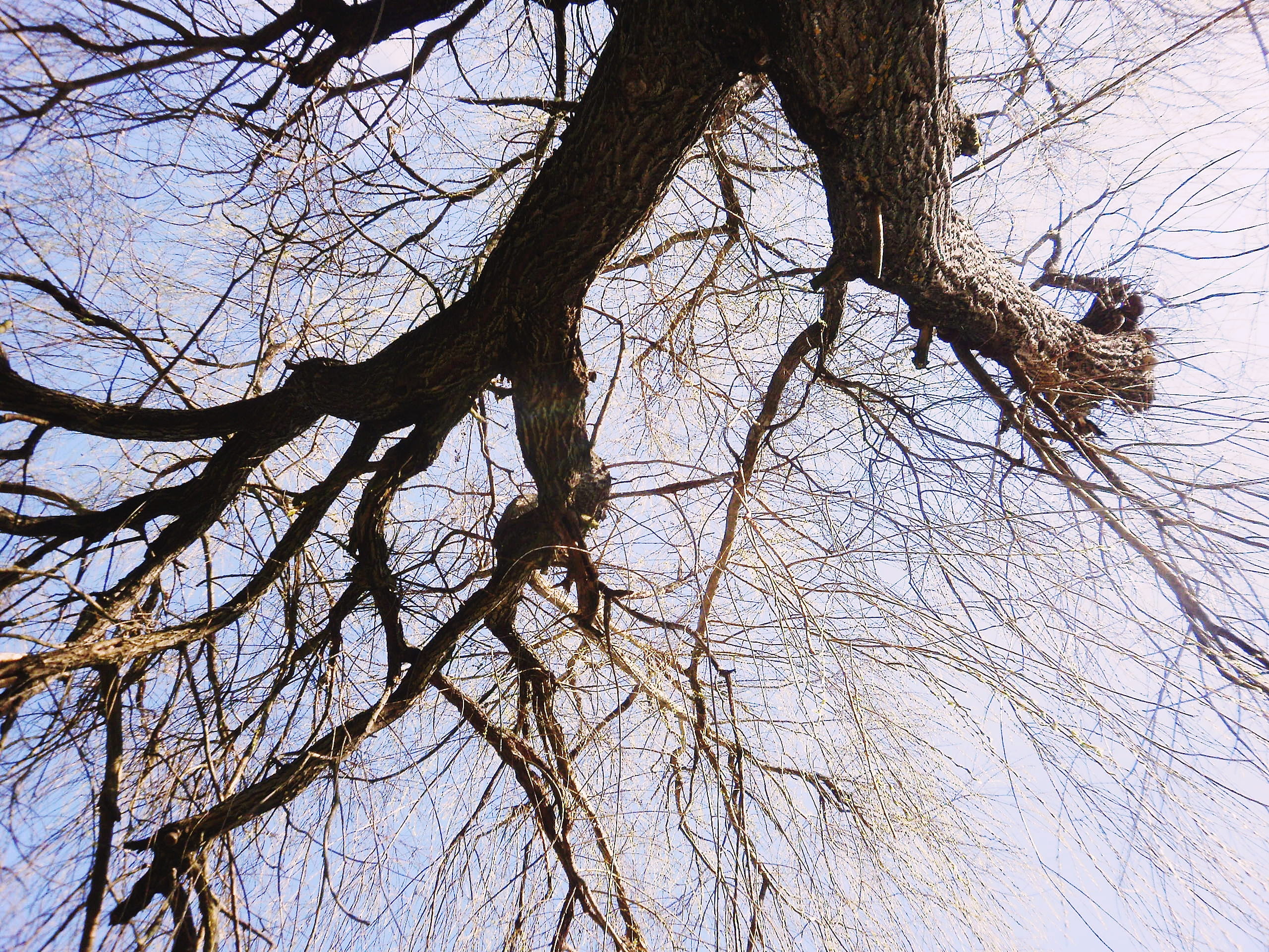 tree, branch, plant, low angle view, bare tree, sky, trunk