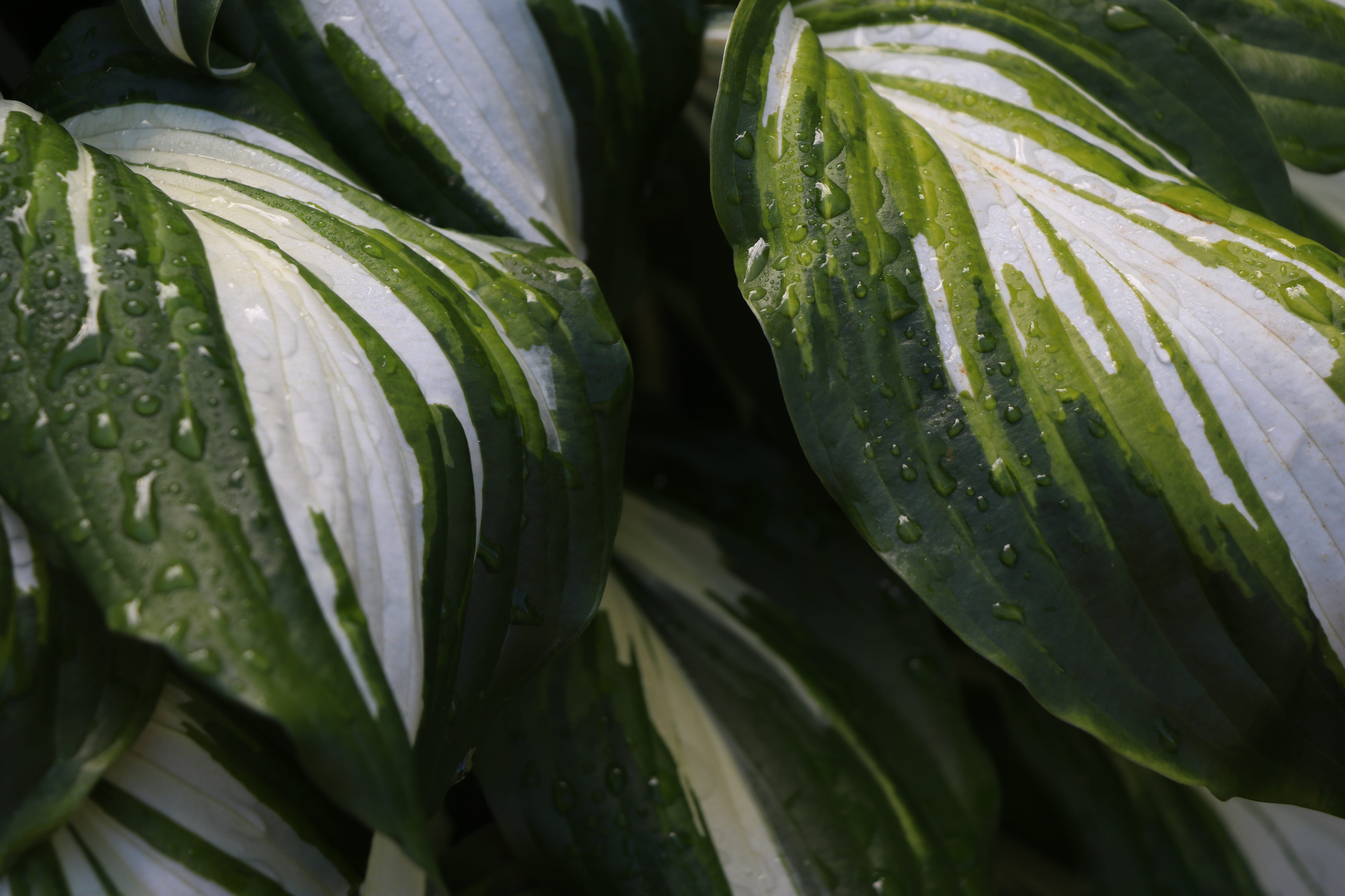 leaf, pattern, green, texture, plant, nature, botany, leaves