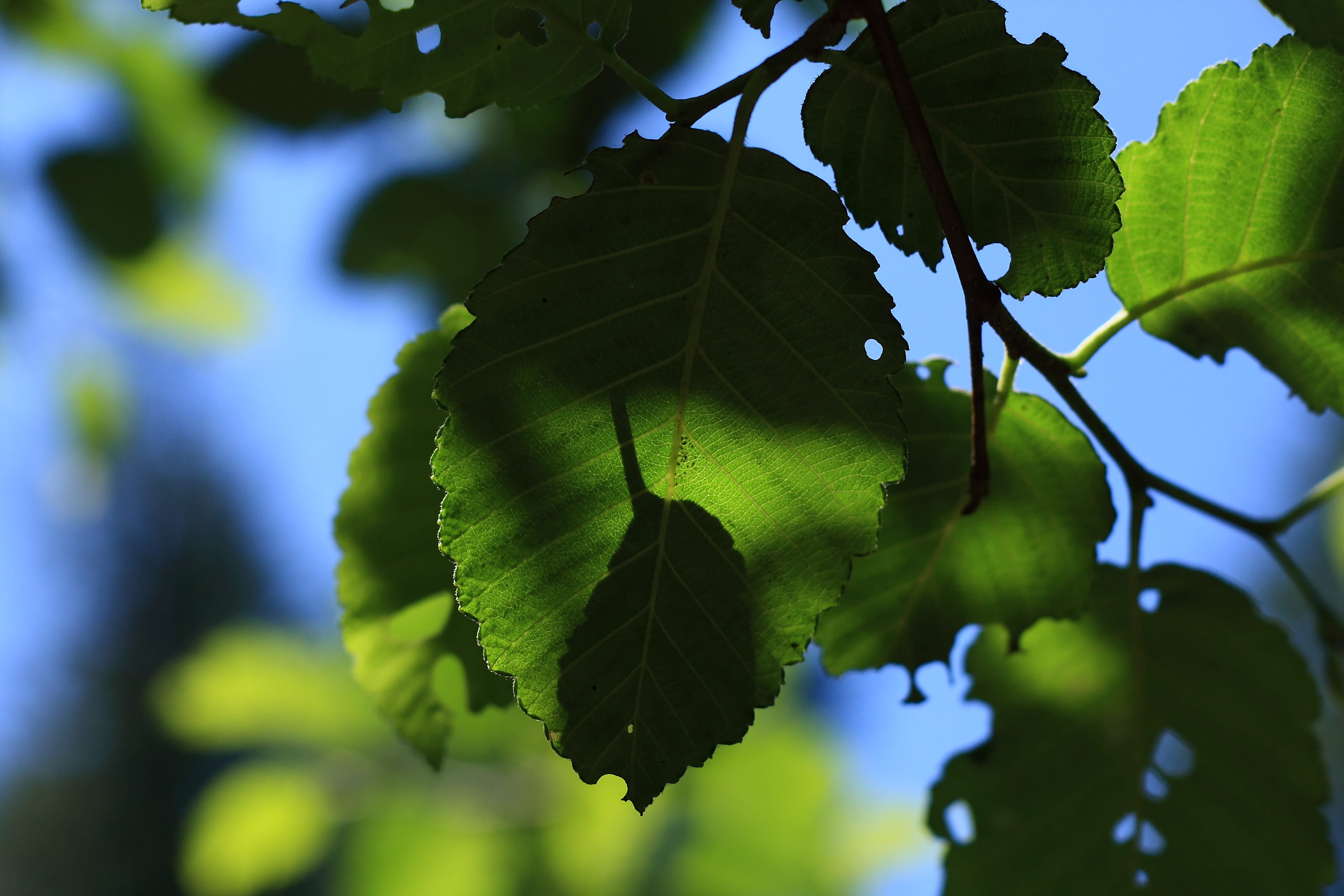 nature, leaf, tree, macro, shadow, green, blue, sky, branch