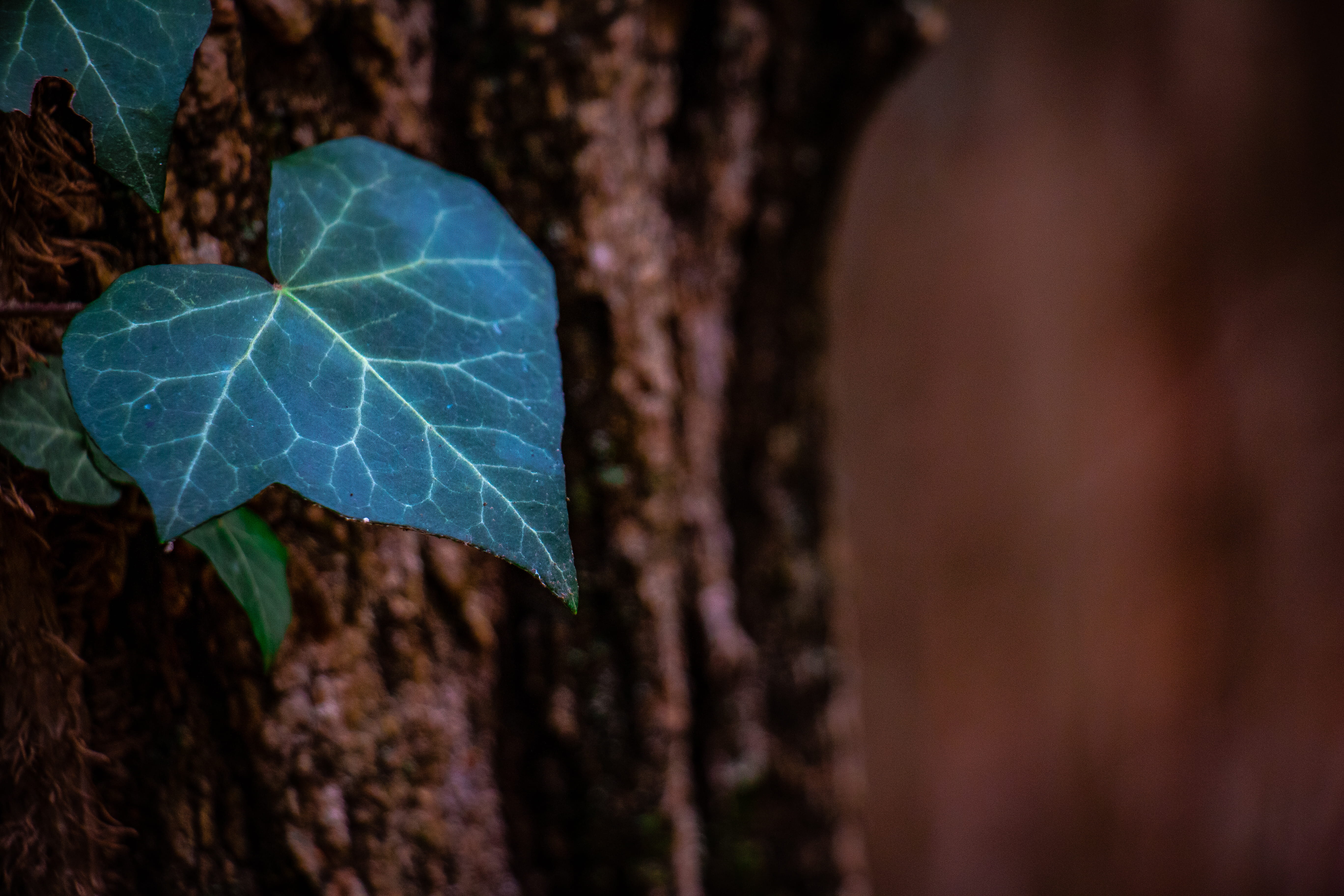 plant part, leaf, close-up, tree, trunk, tree trunk, nature