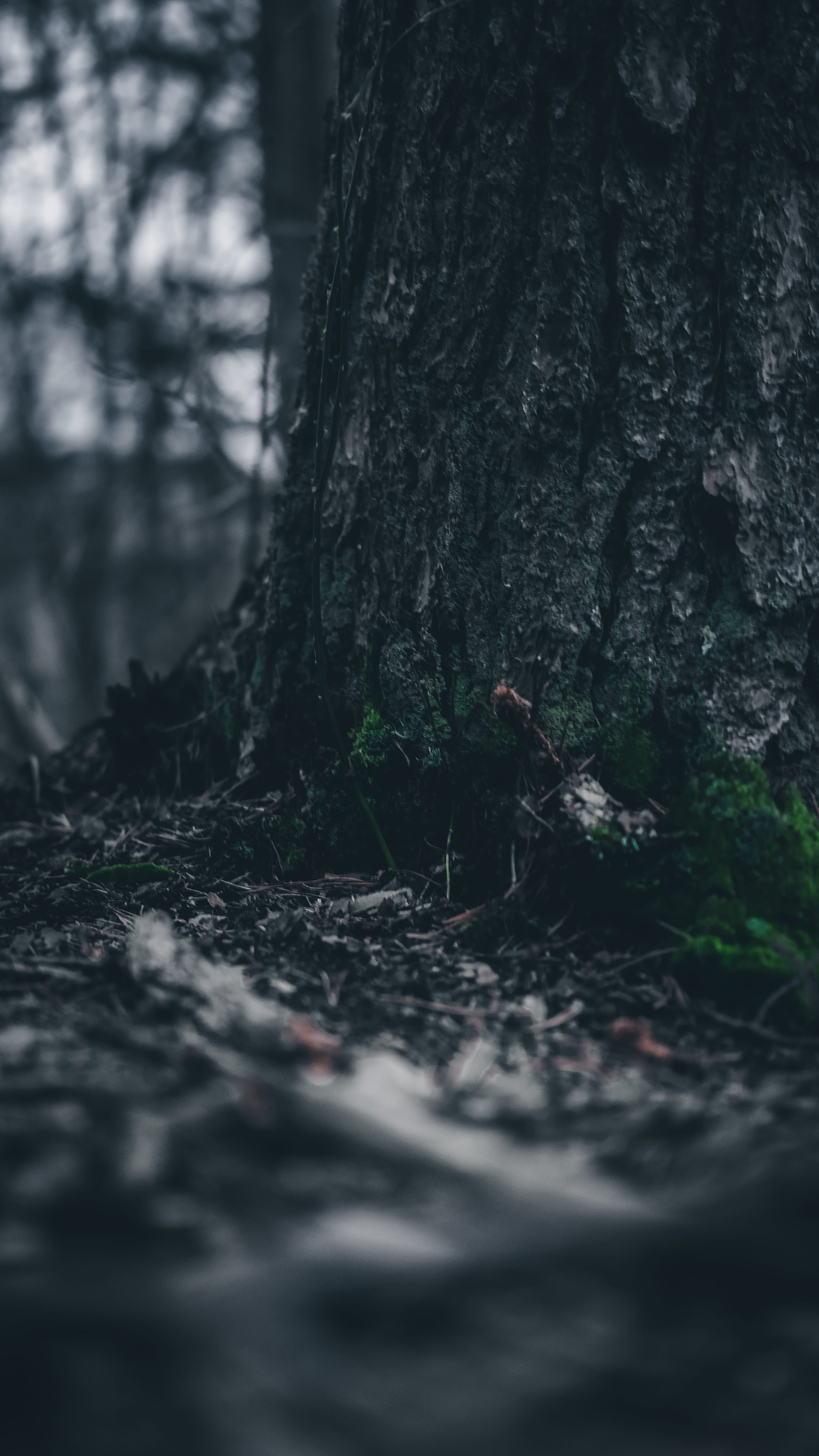 tree, nature, texture, roots, grass, dirt, tree trunk, plant