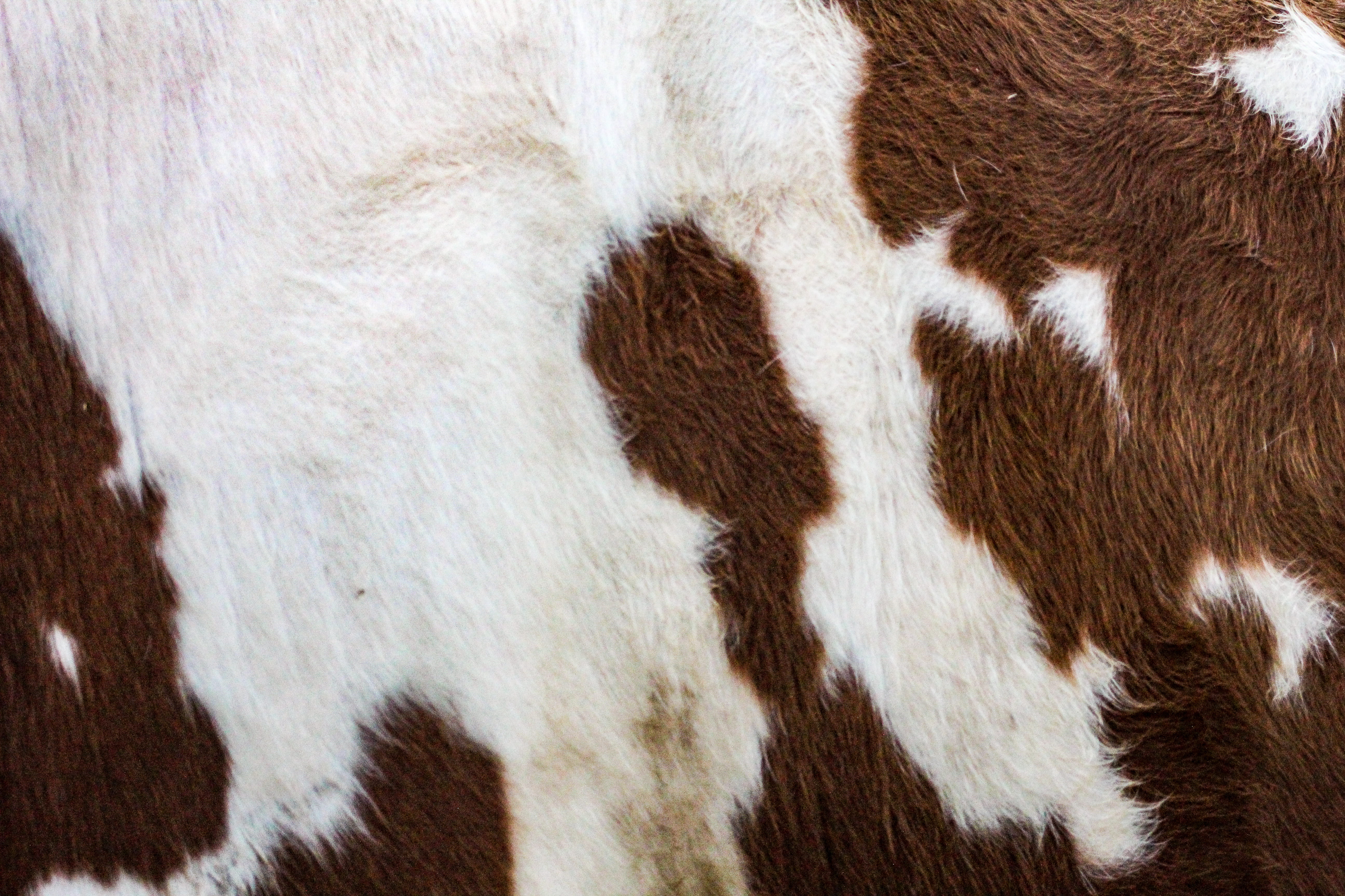 white and brown hide rug, cow, animal, pelt, spot, mammal, calf