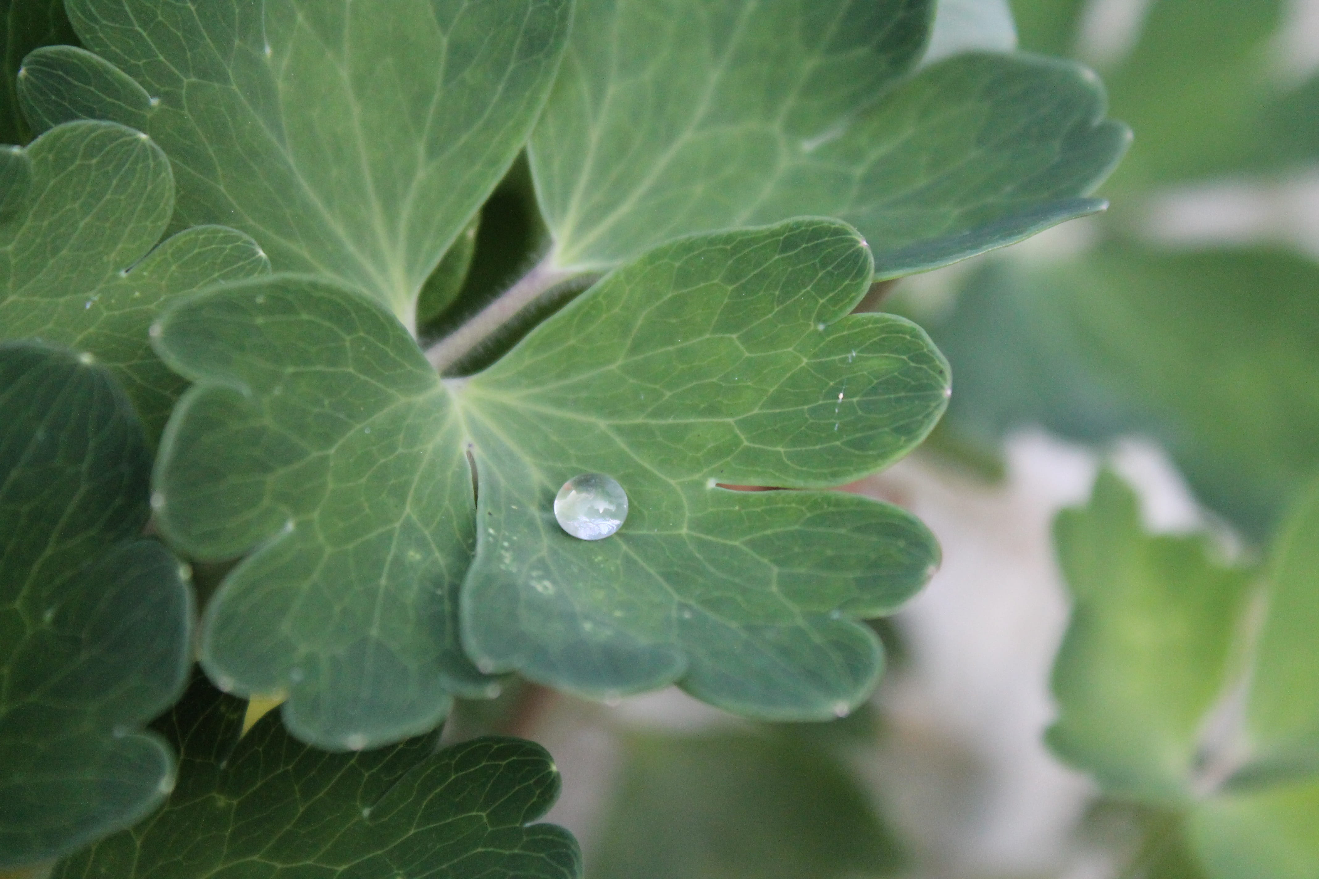 close up, drip, run off, hookah, dewdrop, leaf, plant part