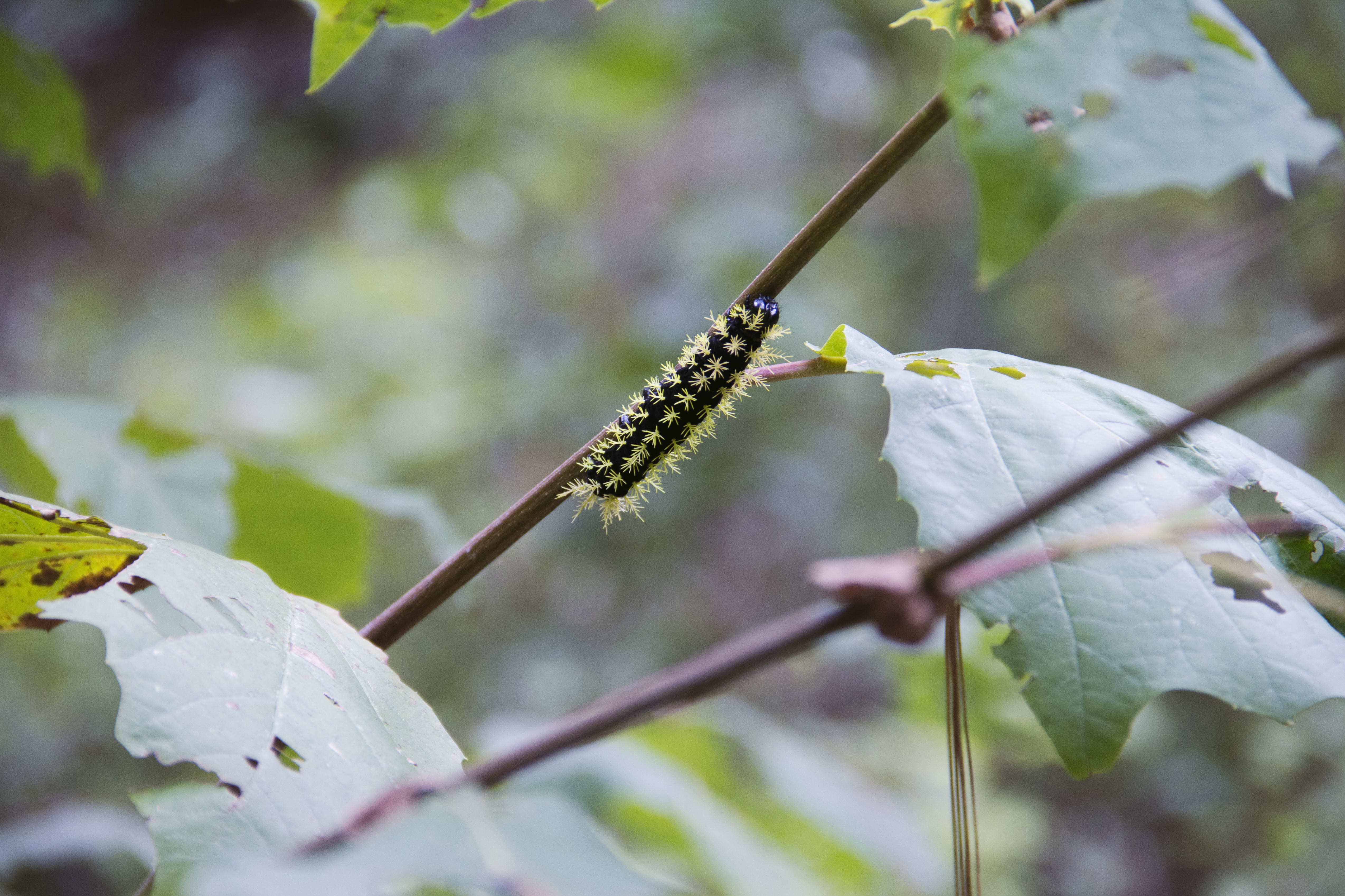 forest, nature, explore, worm, plant, close-up, leaf, plant part