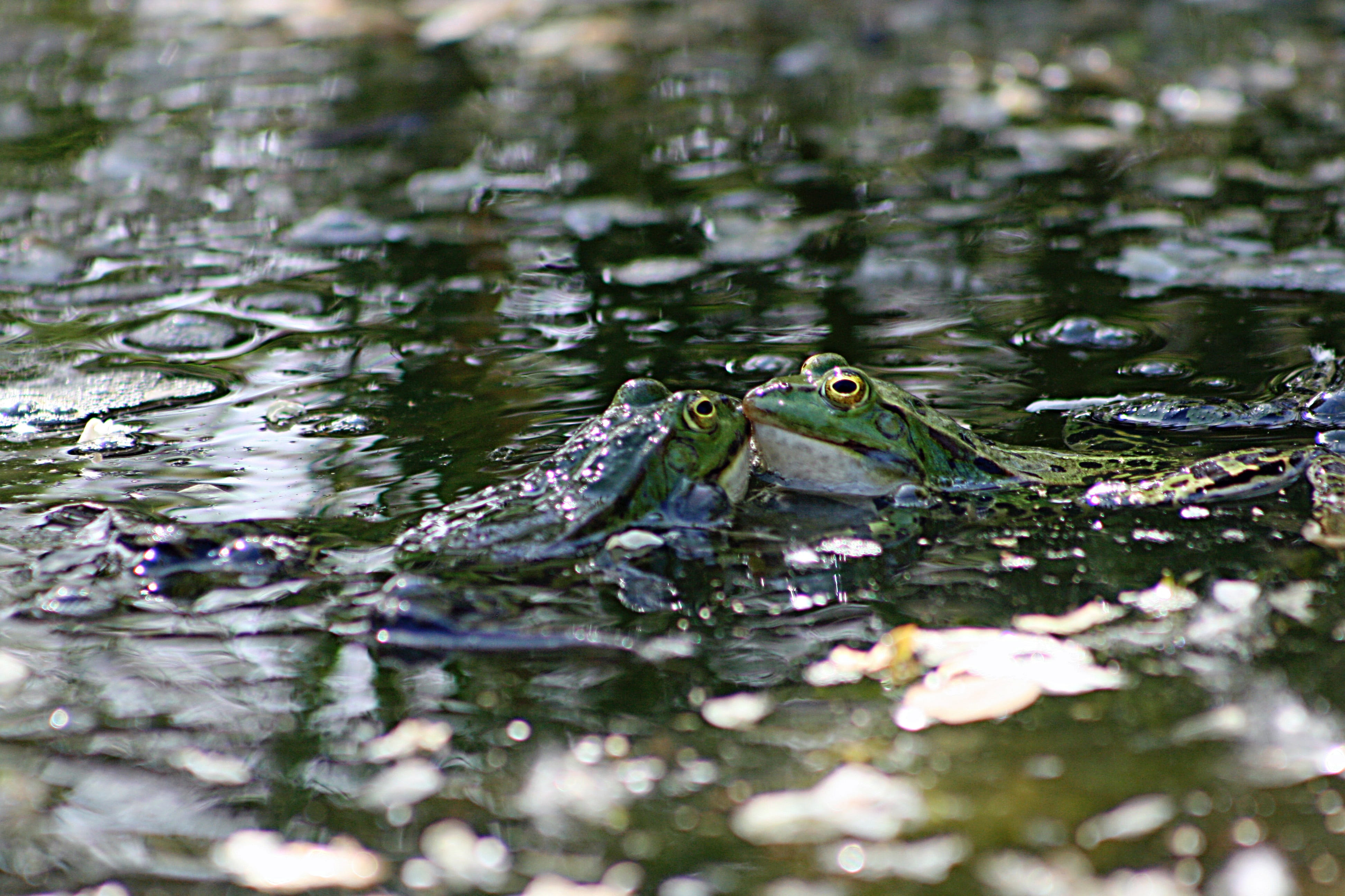 frog, frogs, water, pond, green, frog pond, animal, animal themes