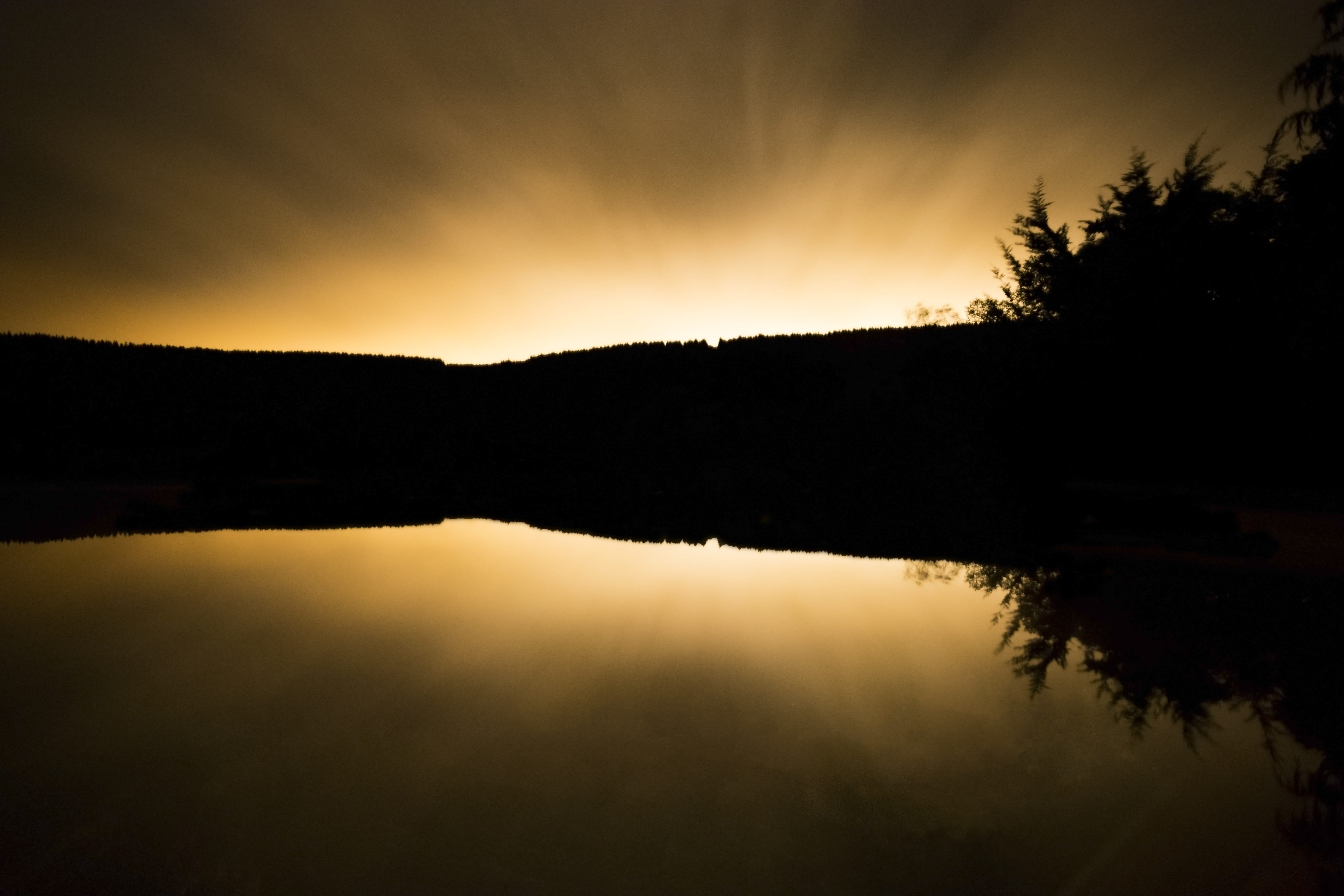 trees, forest, night, reflection, moonlight, water, silhouette