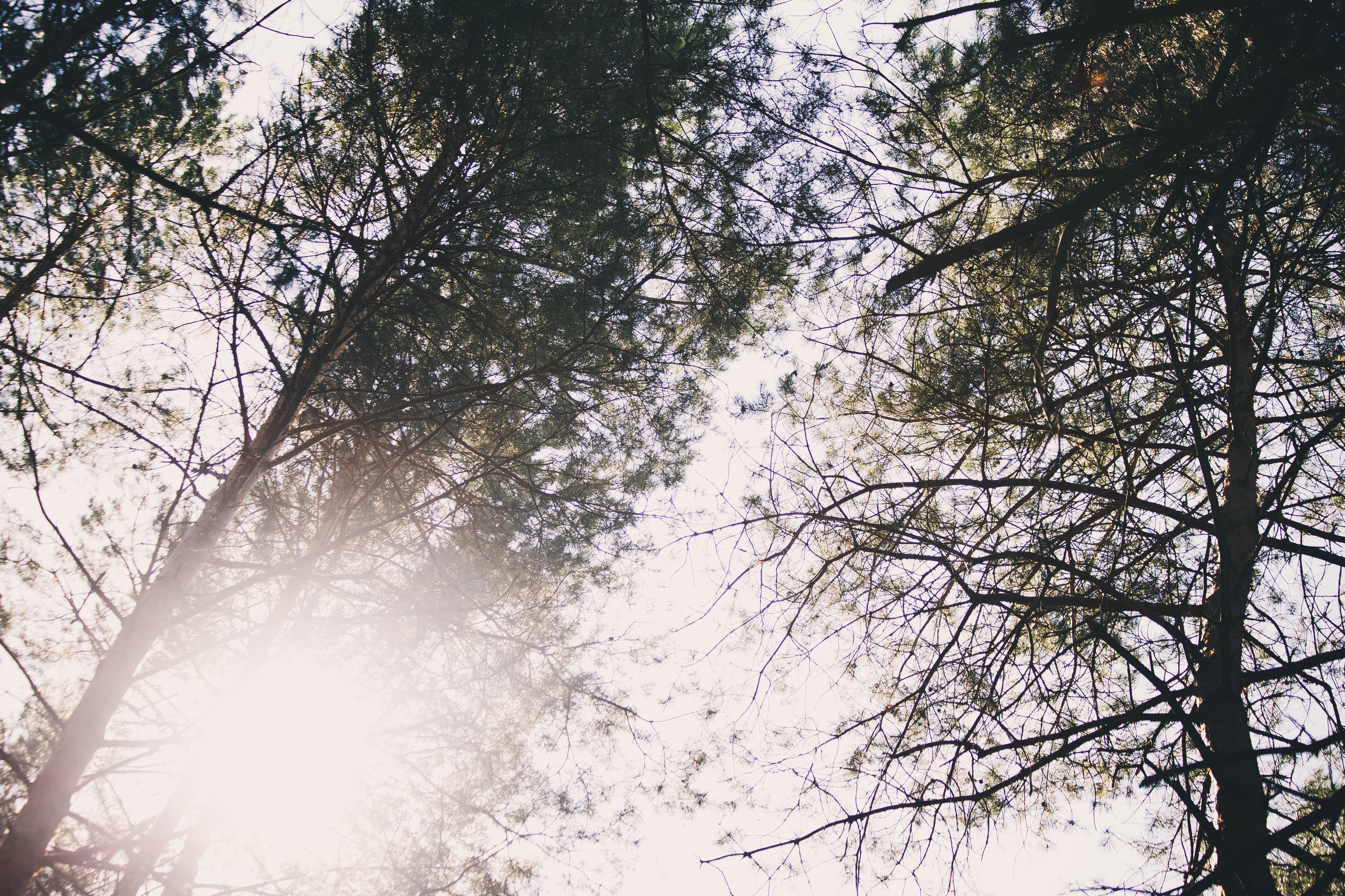 trees, forest, plant, low angle view, branch, nature, tranquility