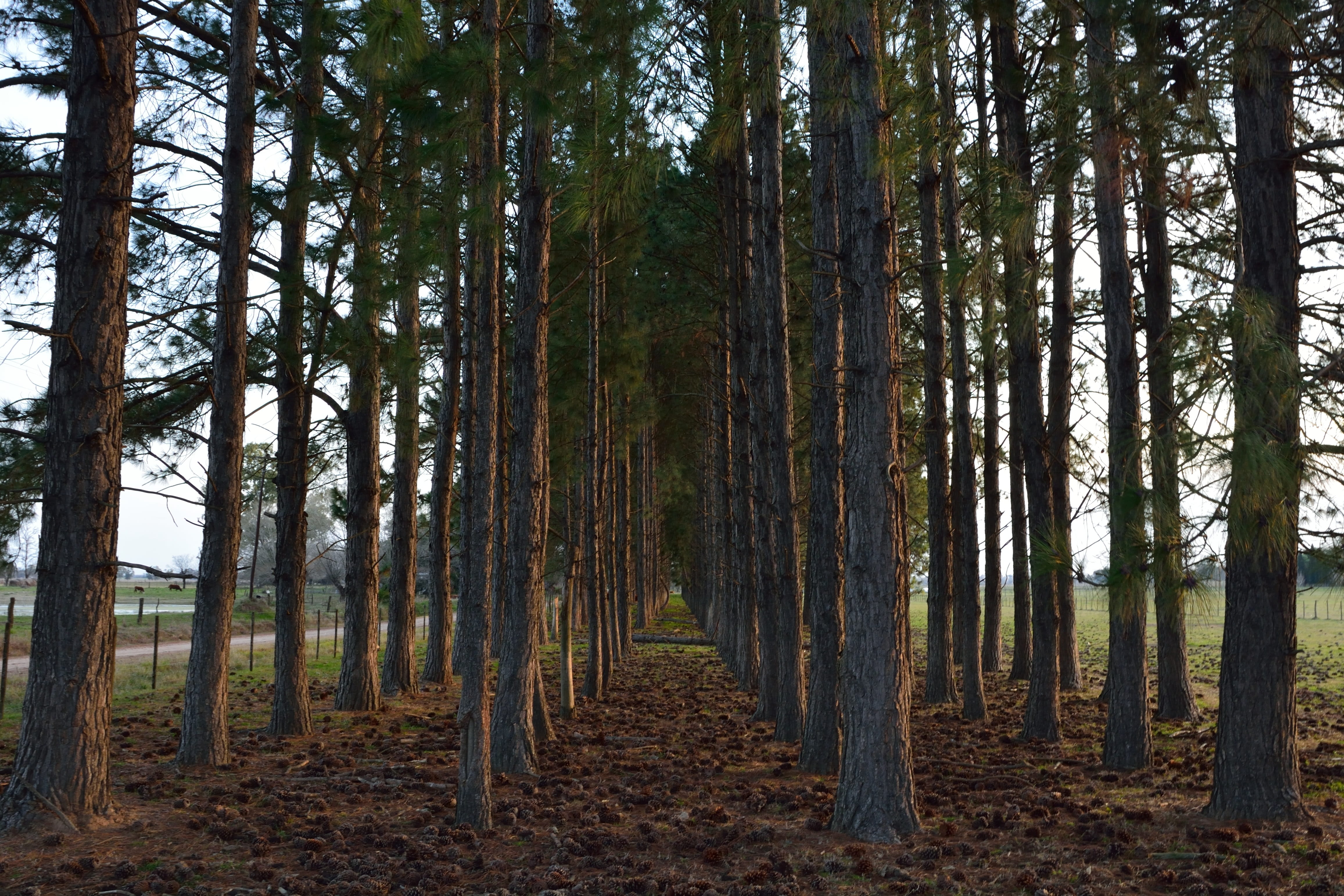 forest, landscape, tree, nature, trees, forests, field, path