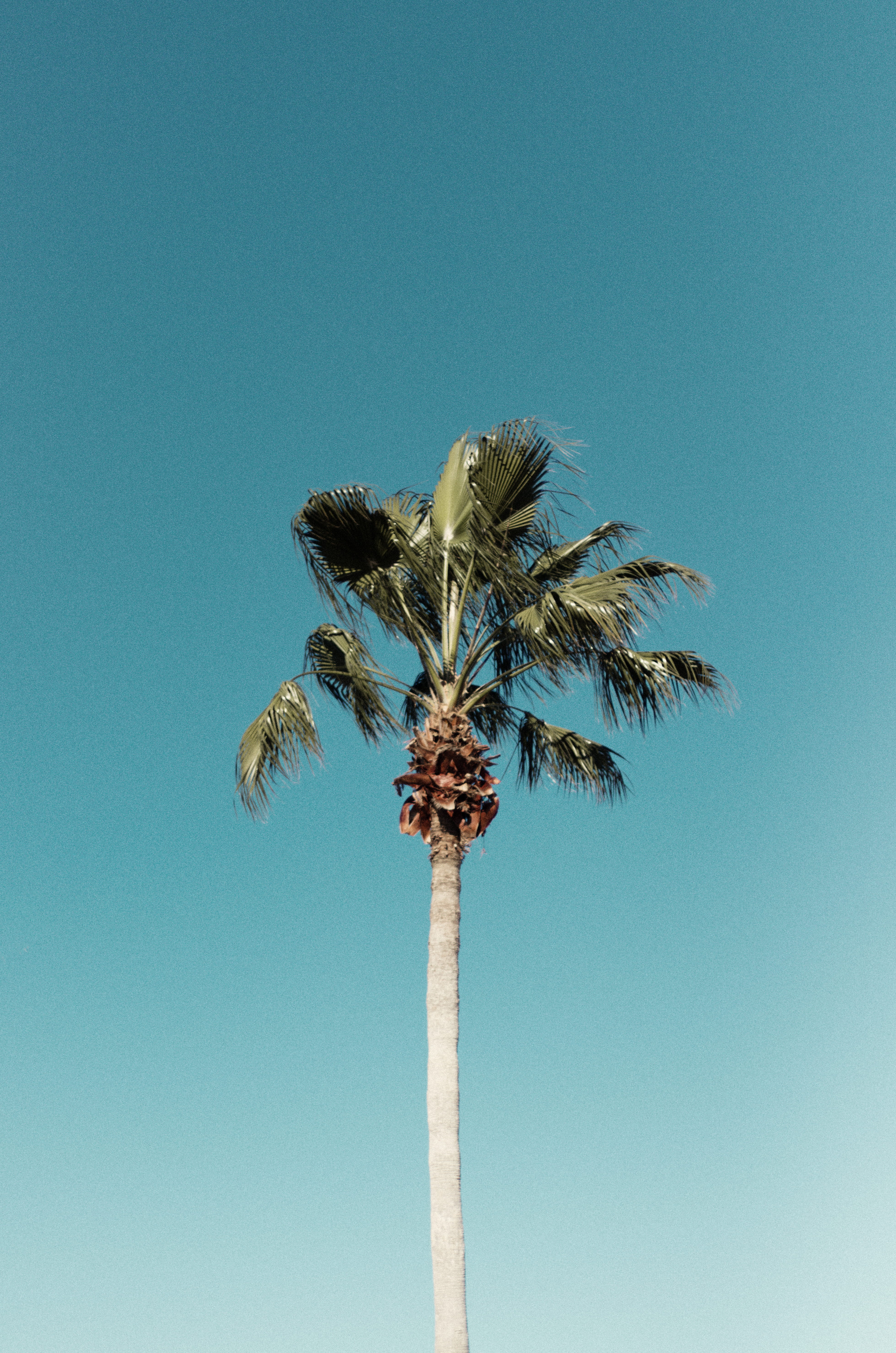 green coconut tree, sky, clear sky, low angle view, palm tree