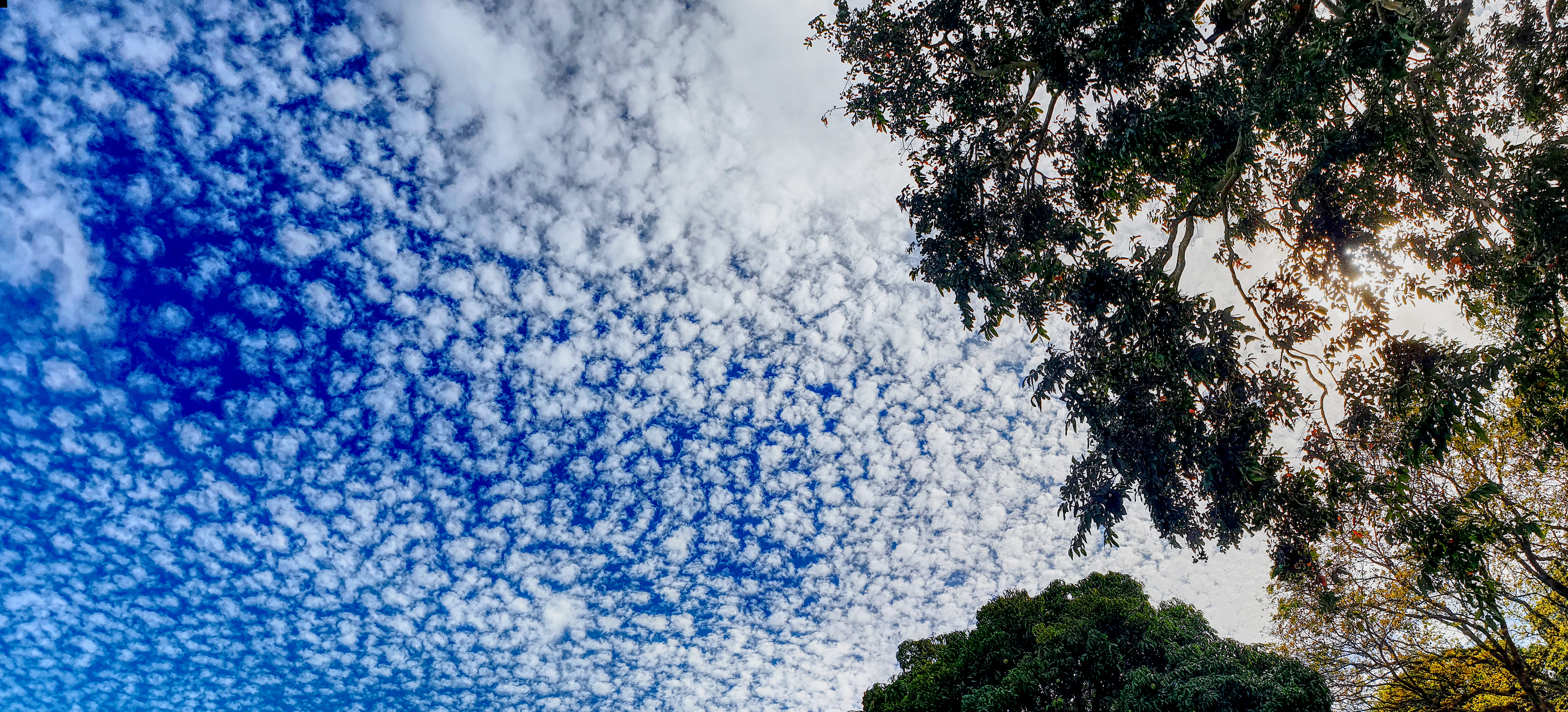 nature, cloud, cloudscape, tree, sky, plant, cloud - sky, low angle view