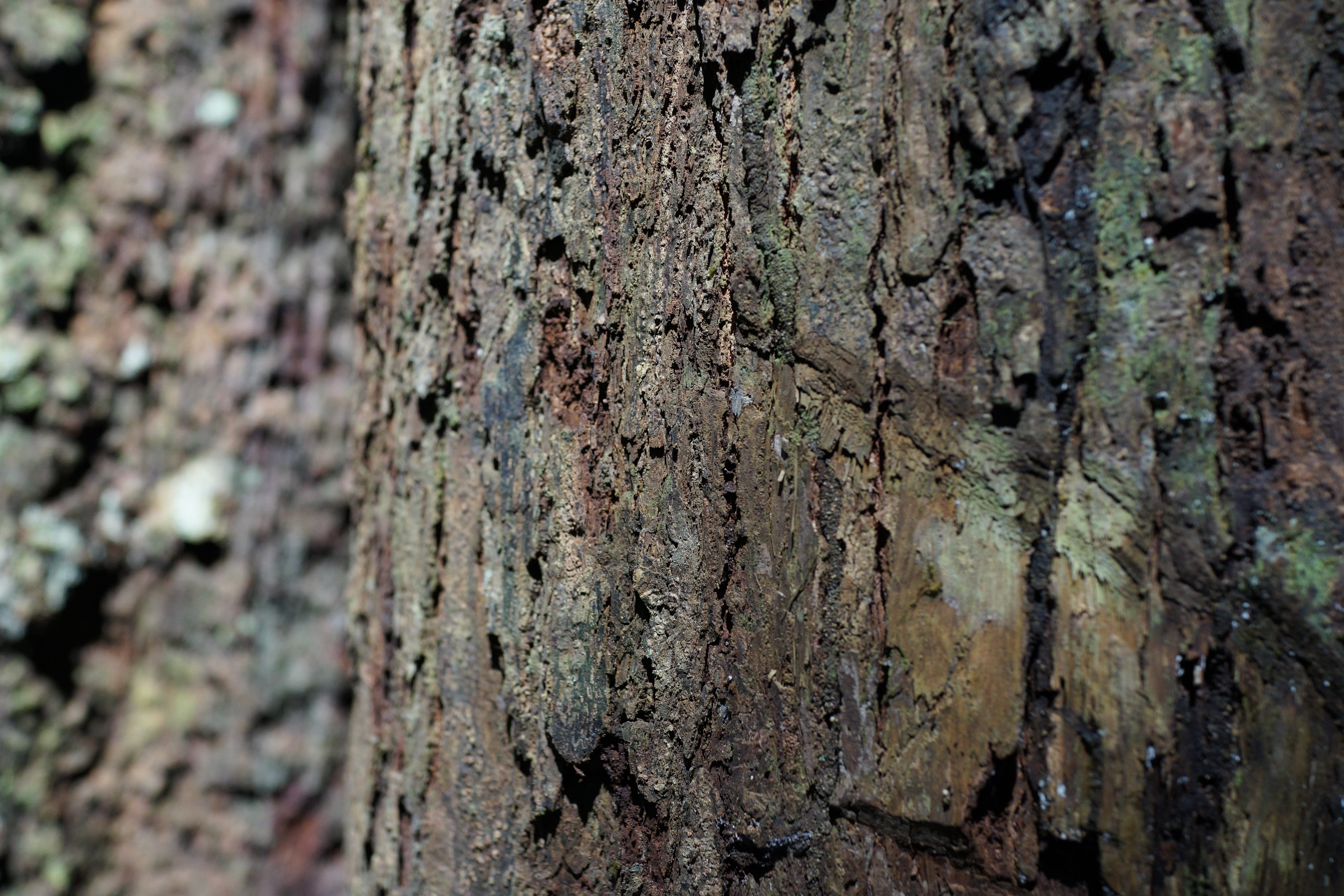 bark, pattern, gnarled, nature, texture, rough, surface, history