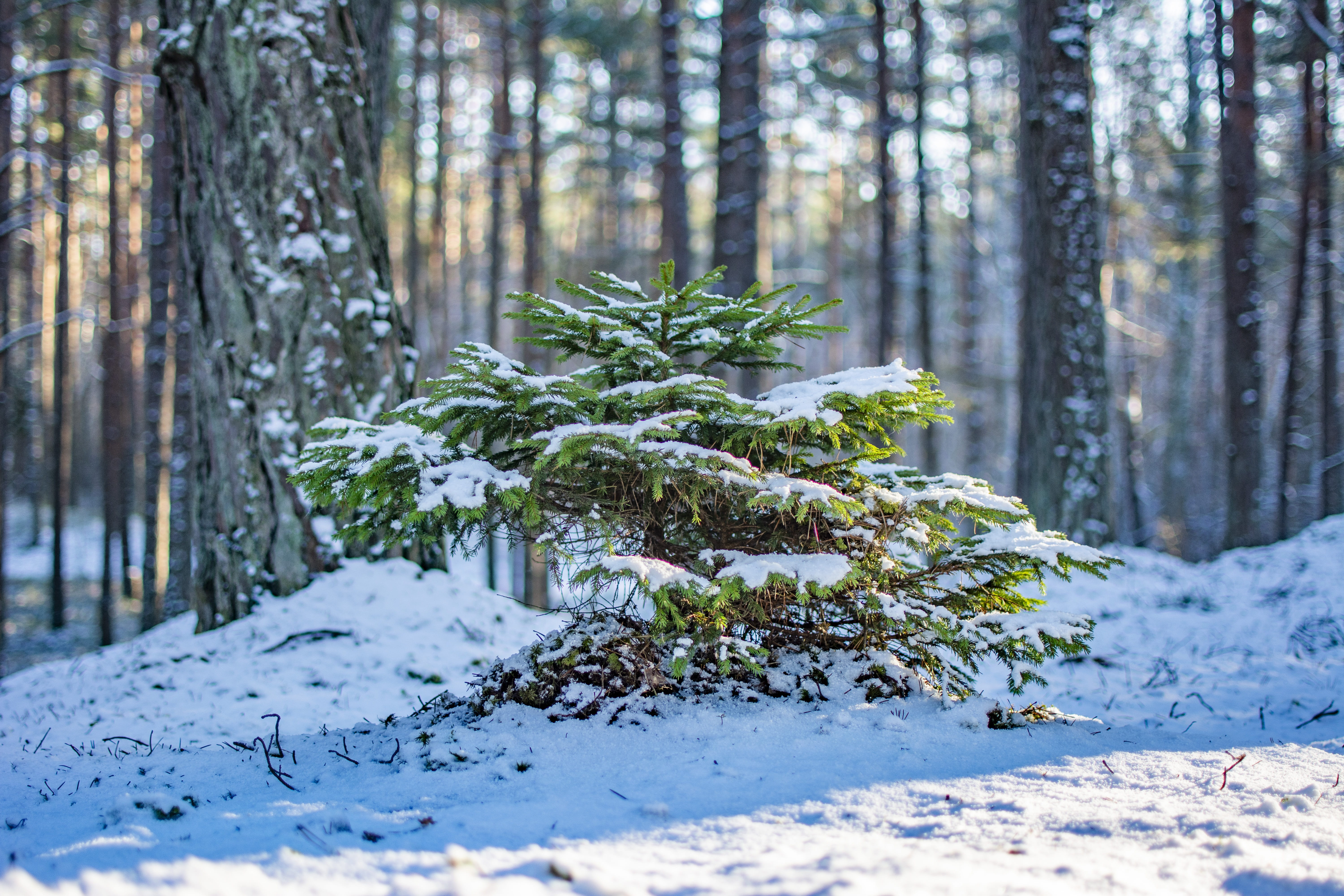 tree, forest, winter, trees, snow, plant, cold temperature