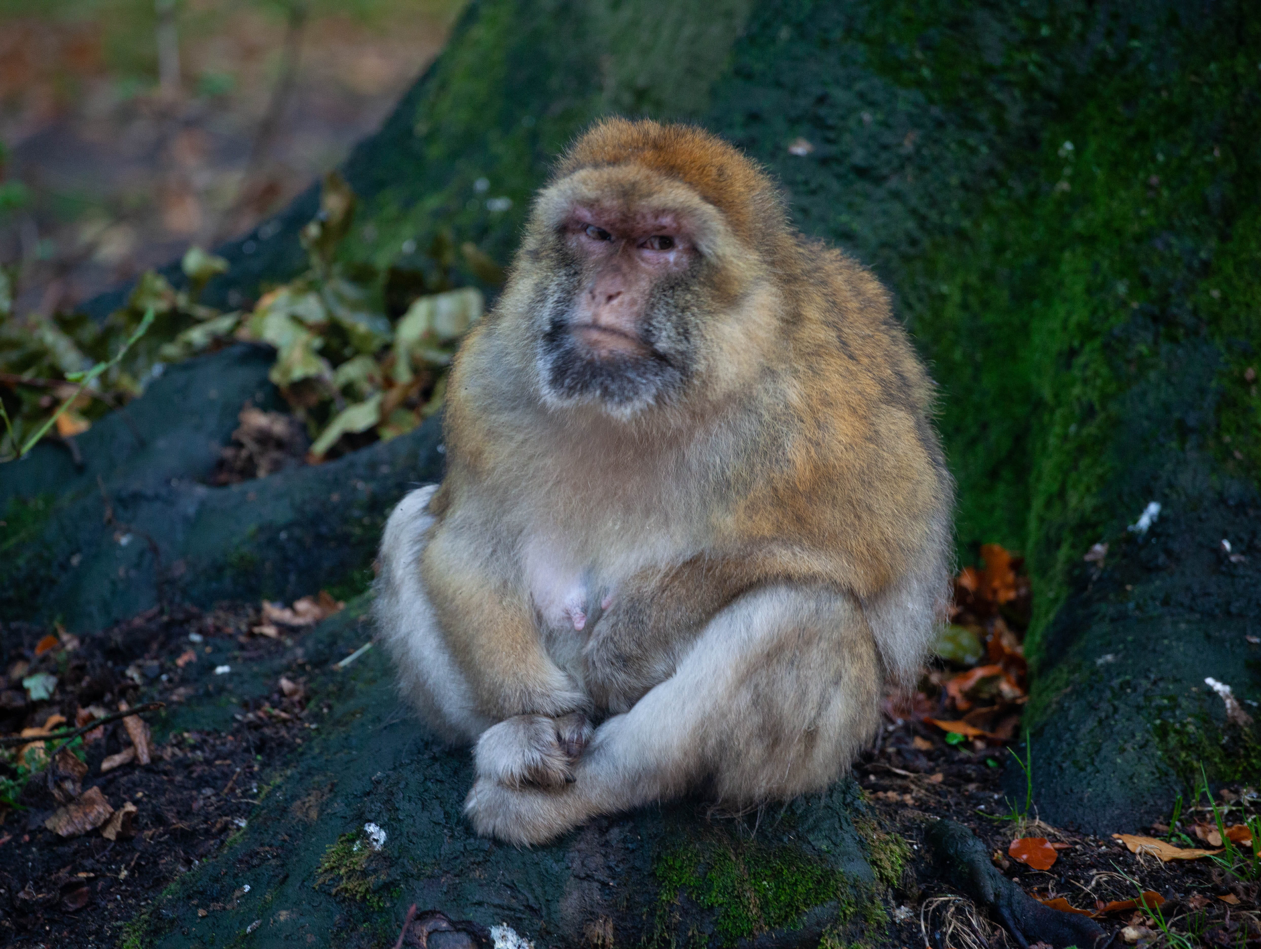 barbary macaque, grumpy monkey, wet monkey, african monkey