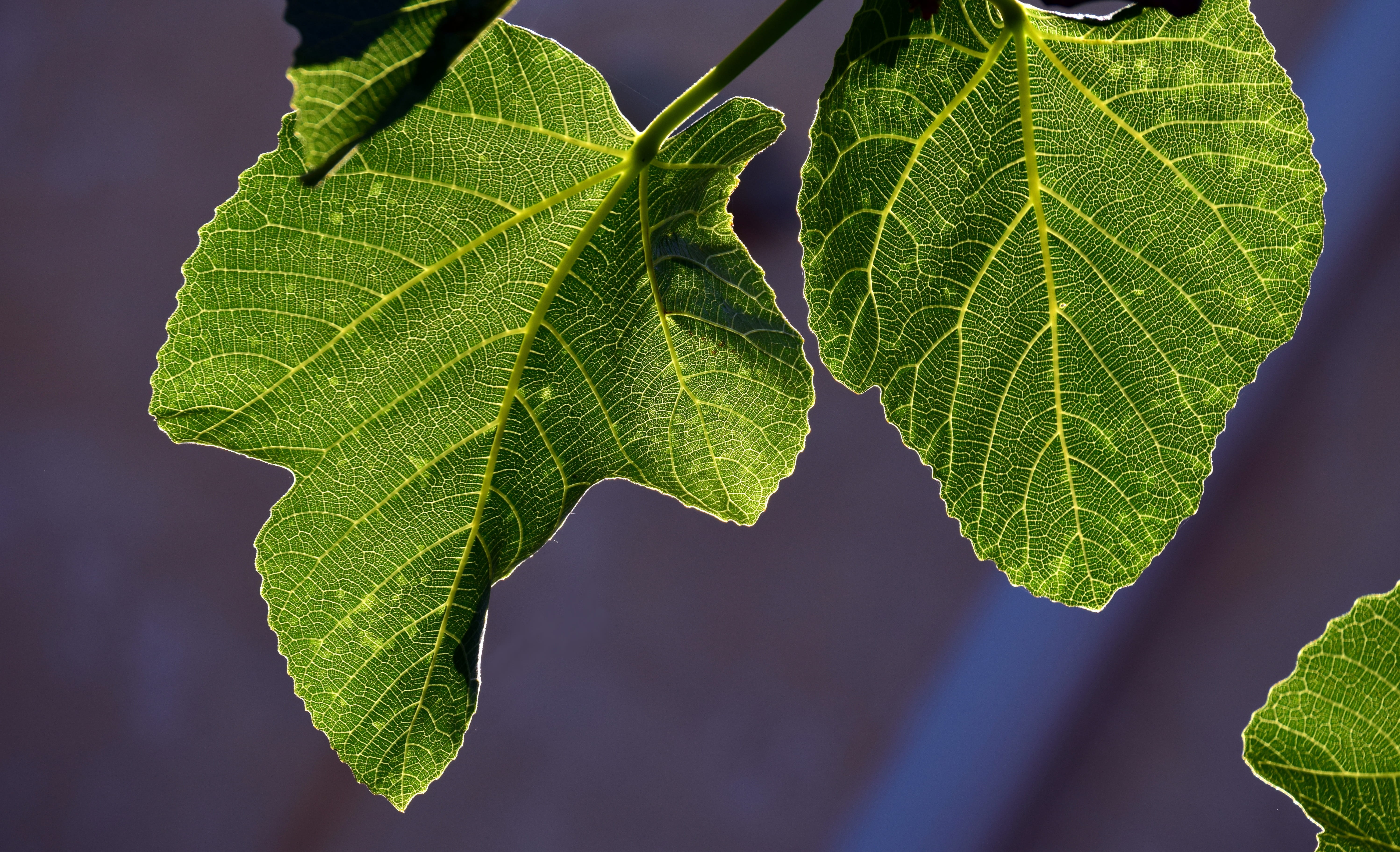 fig leaves, backlighting, structure, close up, tree, fig tree