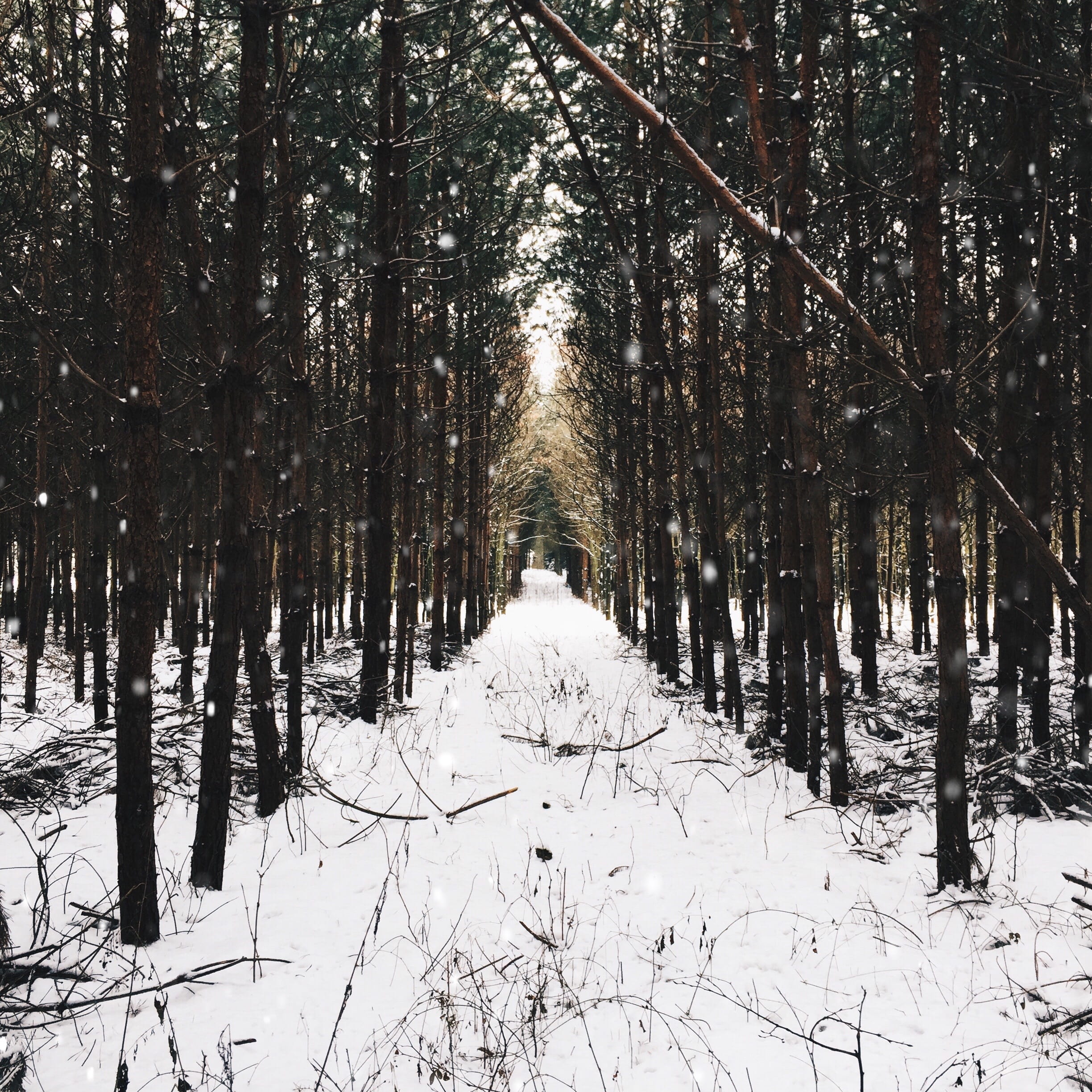 forest pathways, snow, winter, cold temperature, tree, plant