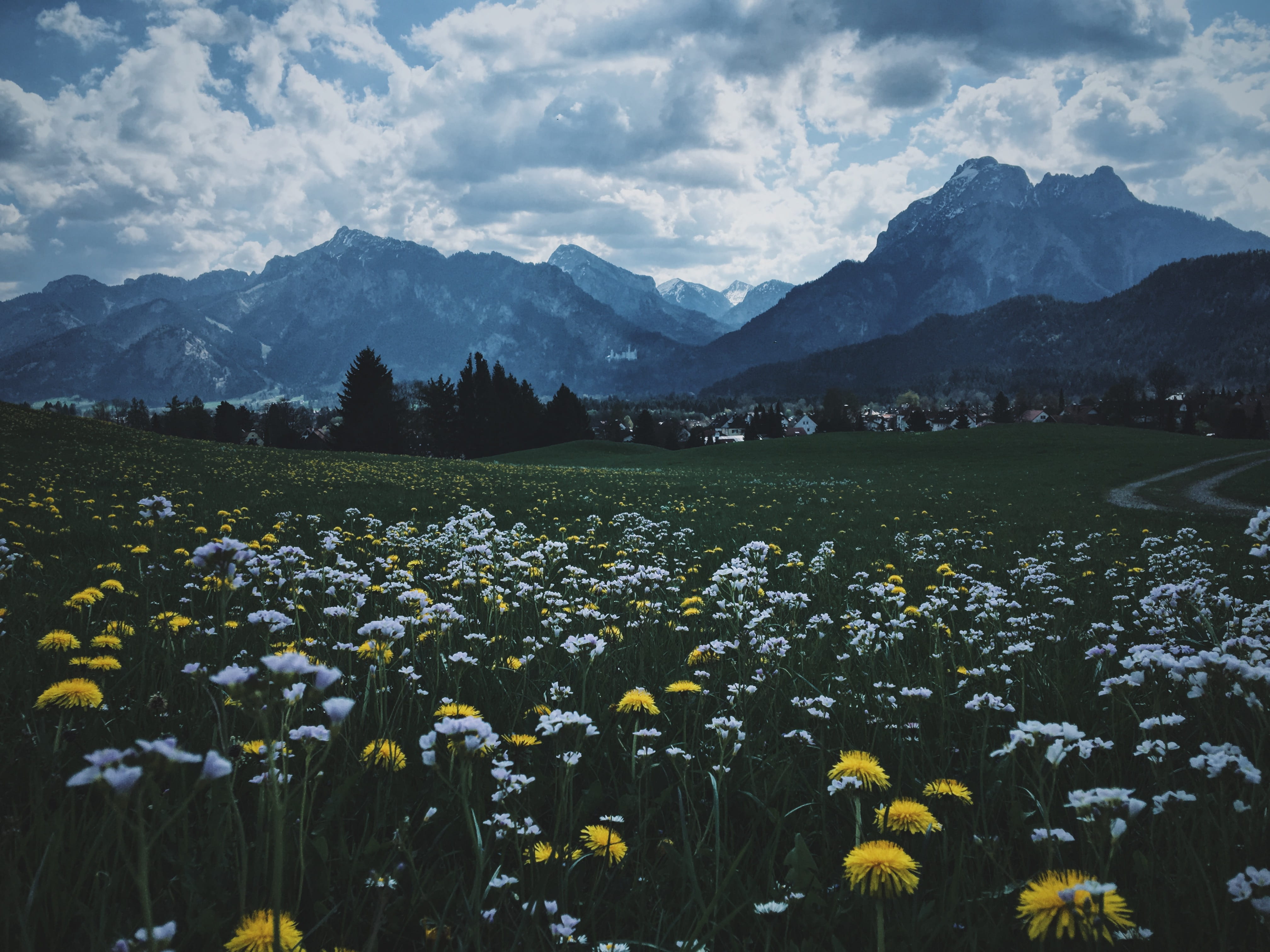 germany, füssen, grass, fields, meadow, mountains, nature