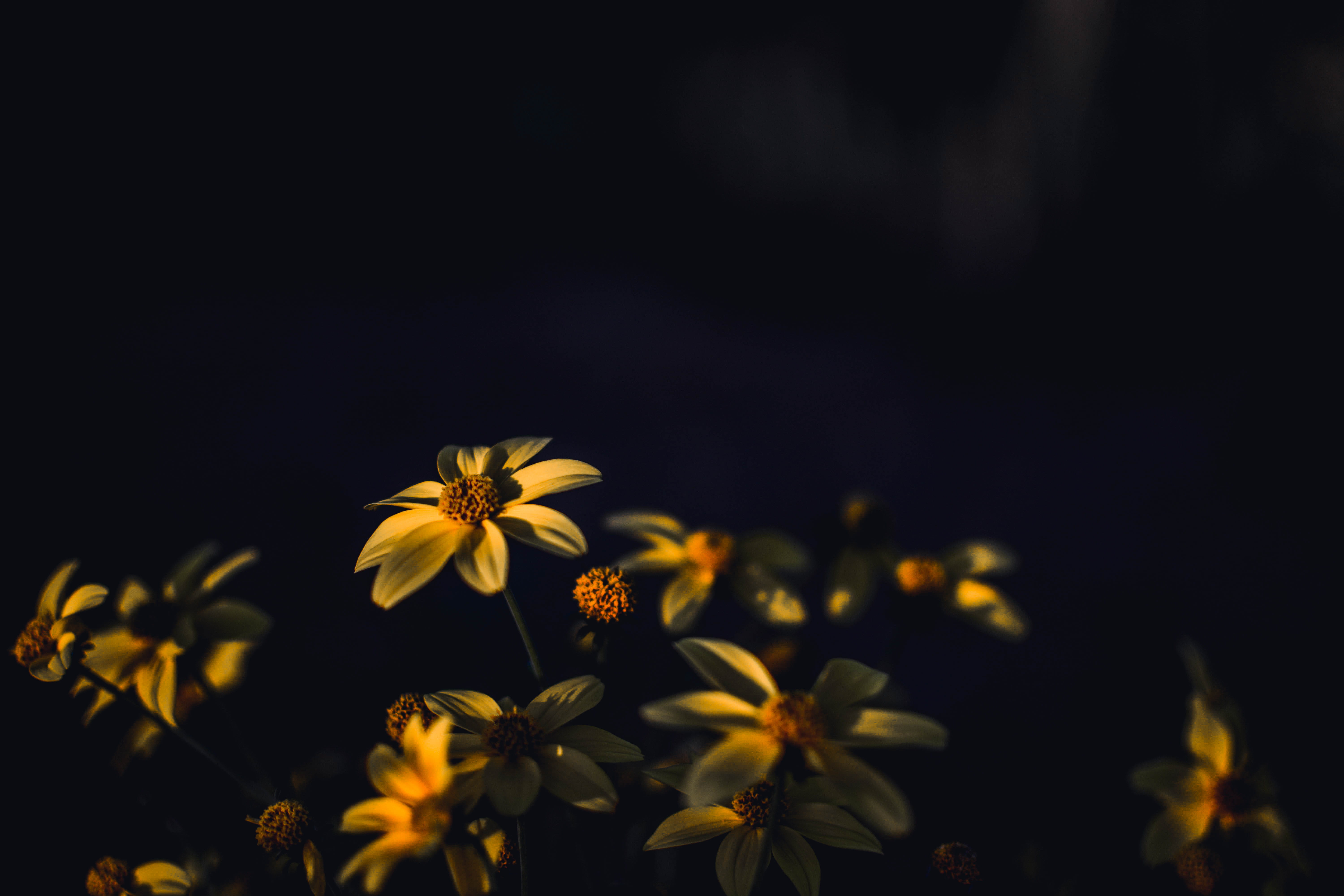 Selective Focus Photography of Yellow Daisy Flowers, 4k wallpaper