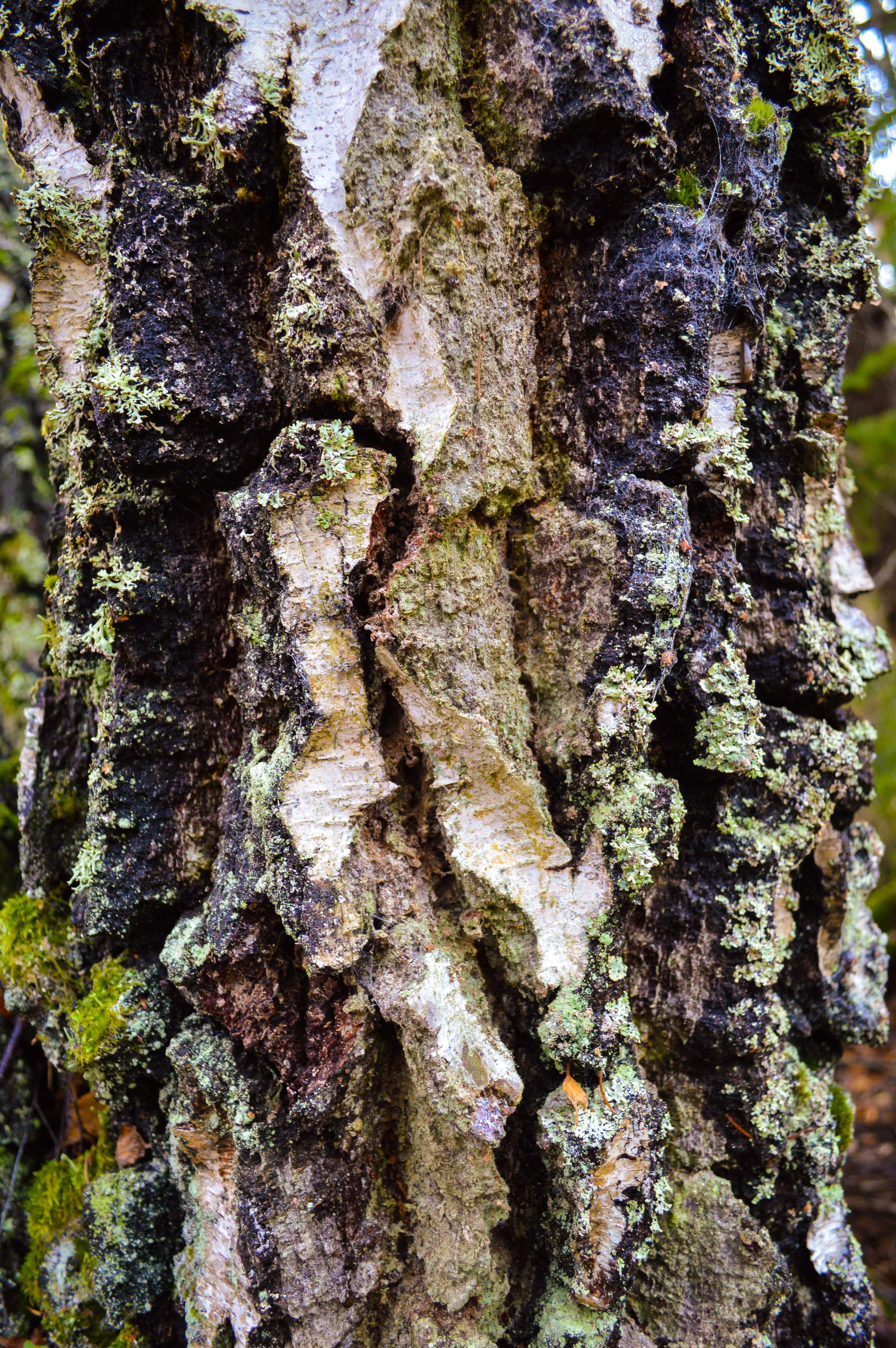 sweden, birch, forest, tree, bark, tree trunk, moss, textured