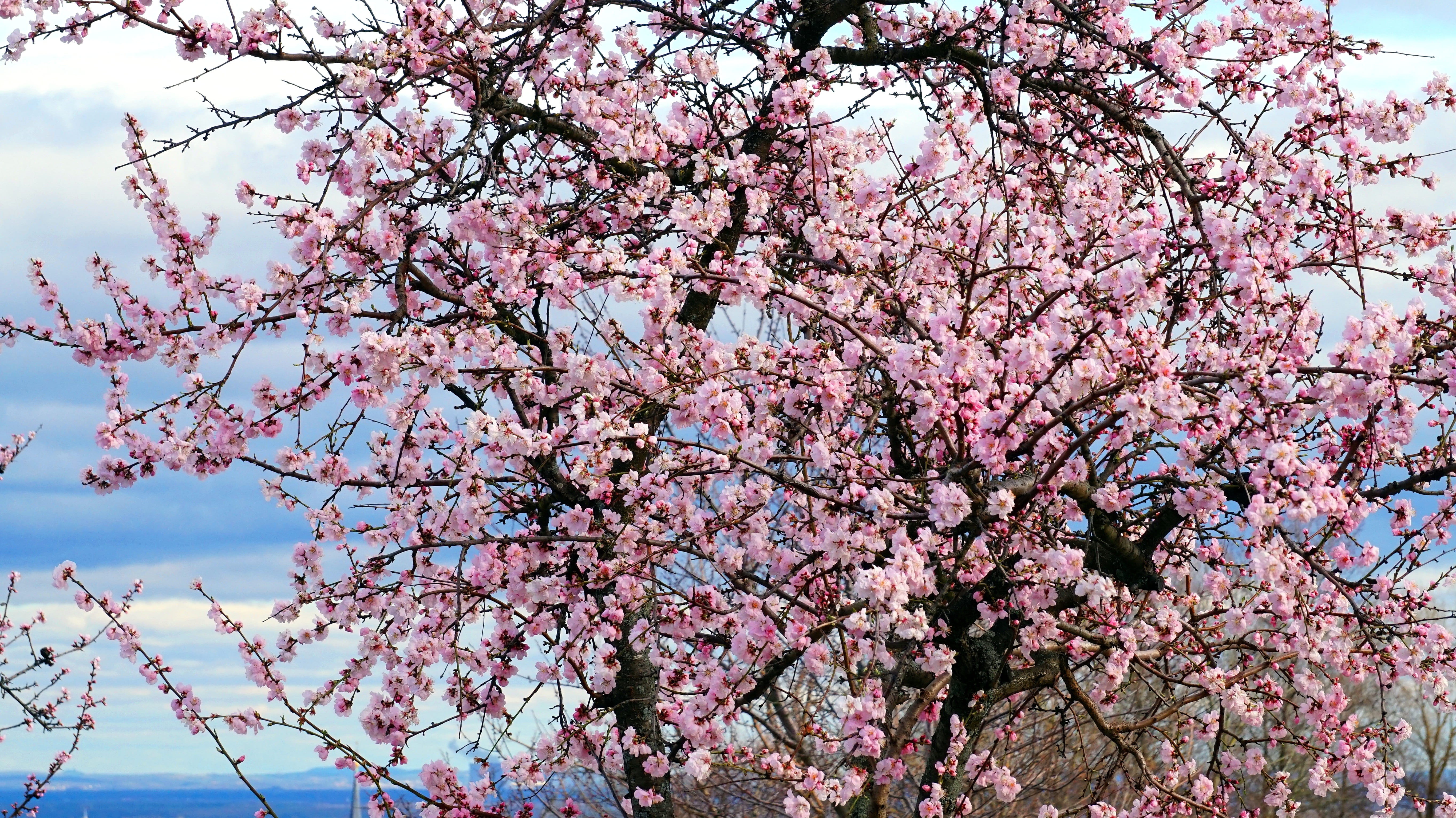 almond tree, blossom, bloom, spring, nature, almond blossom