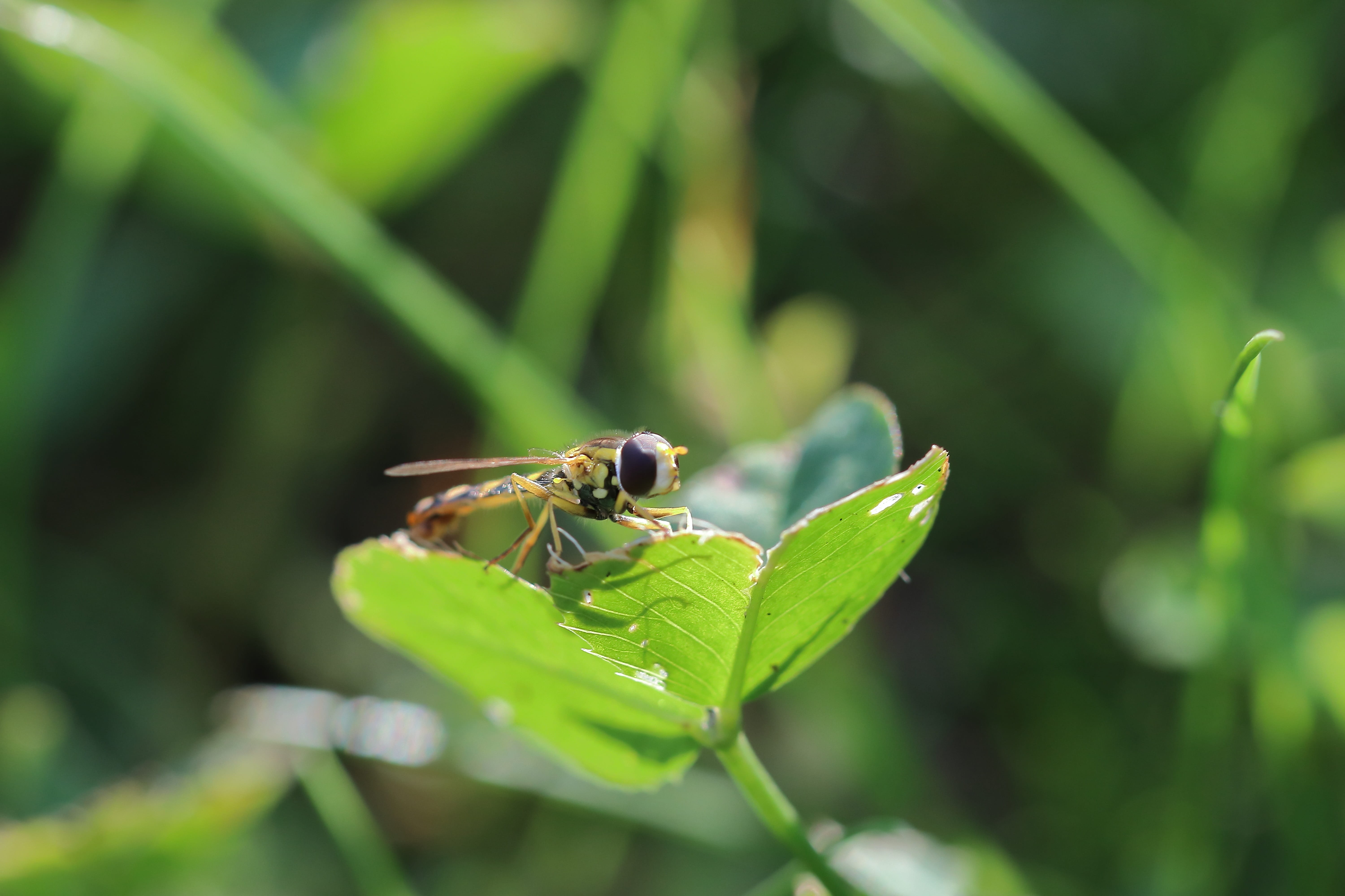 hover fly, four leaf clover, sunlight, wing, macro, close up