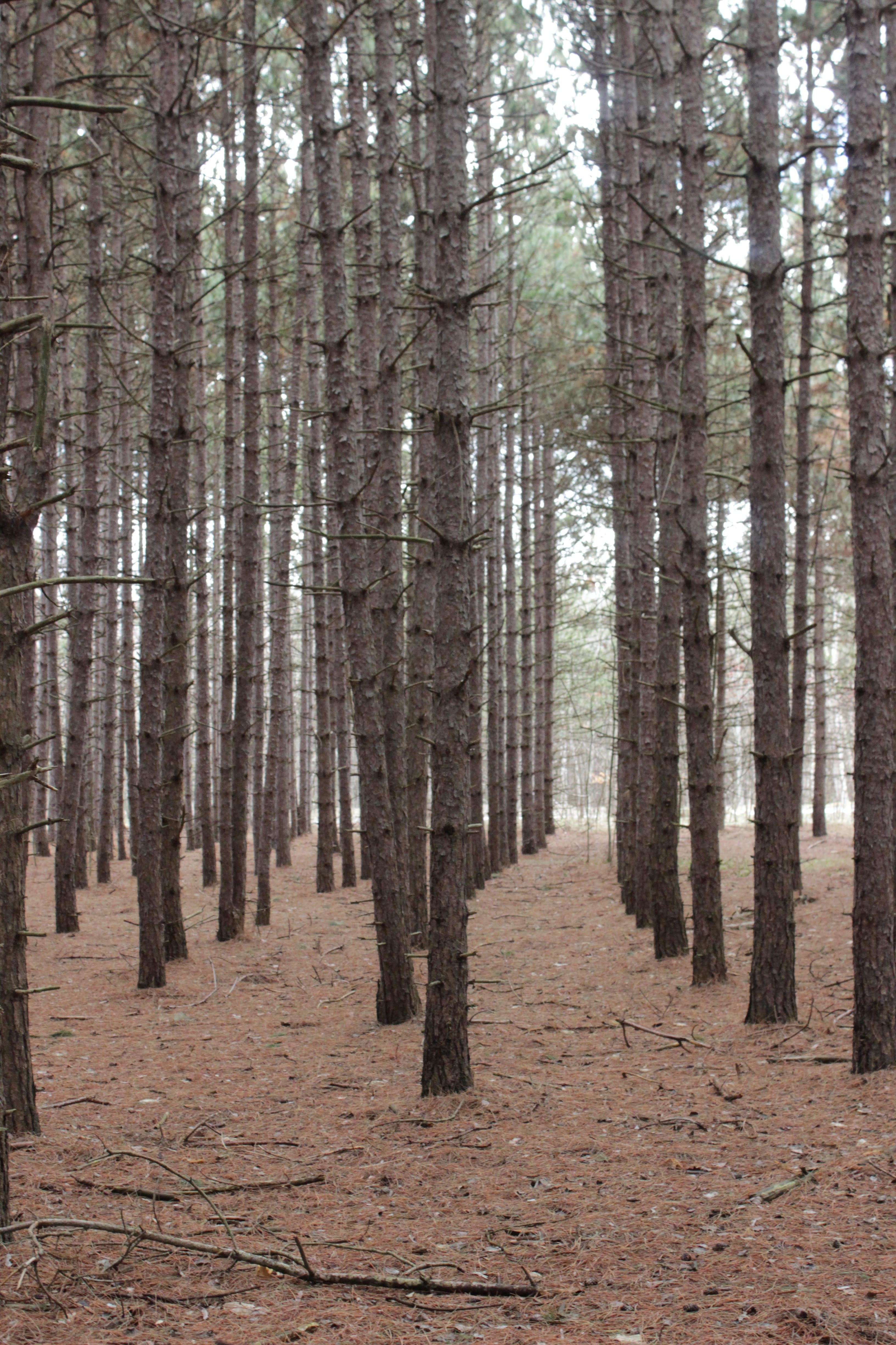 trees, les arbres, forest, forests, nature, pine trees, land