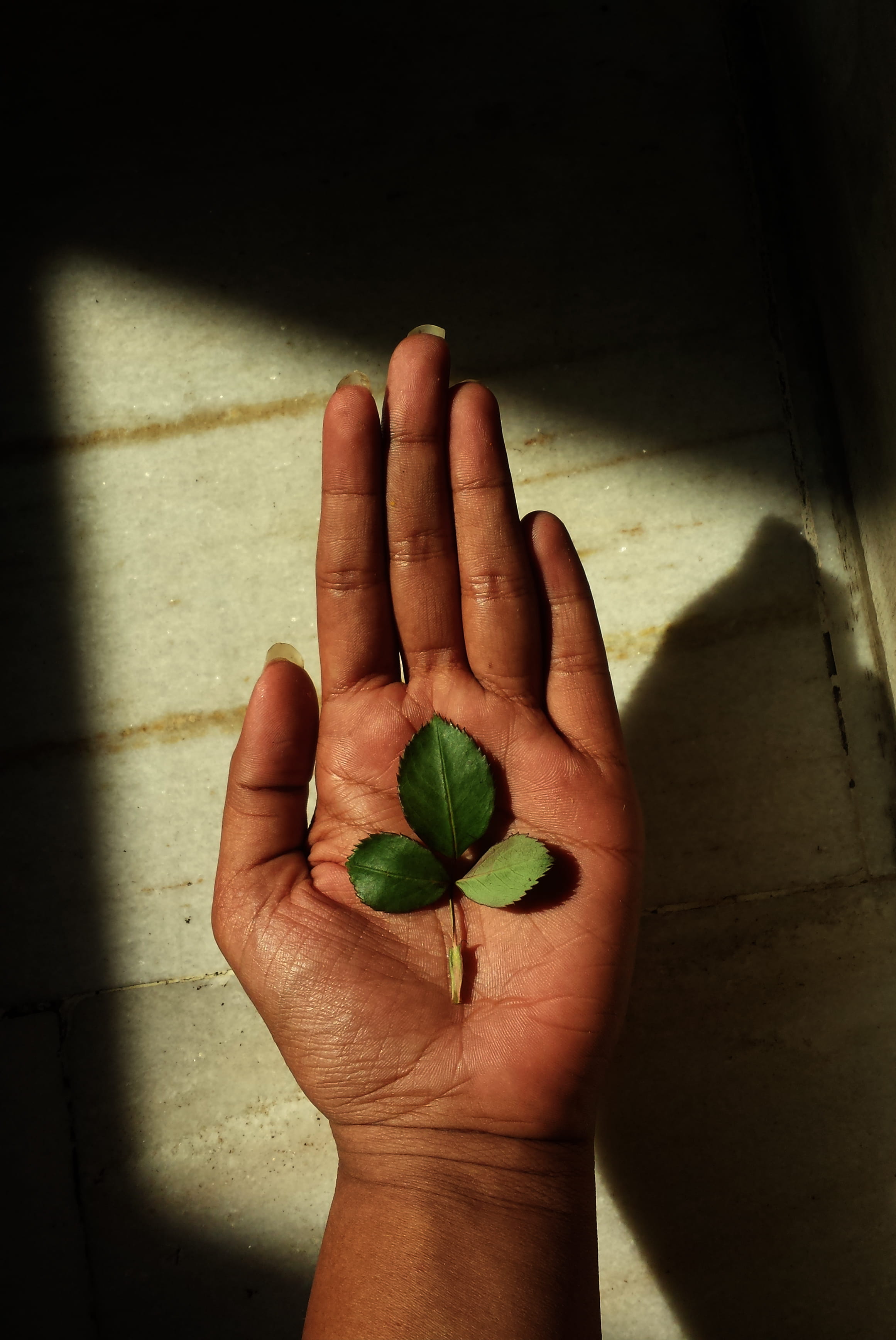 hands, leaf, sunlight, shadows, human hand, human body part