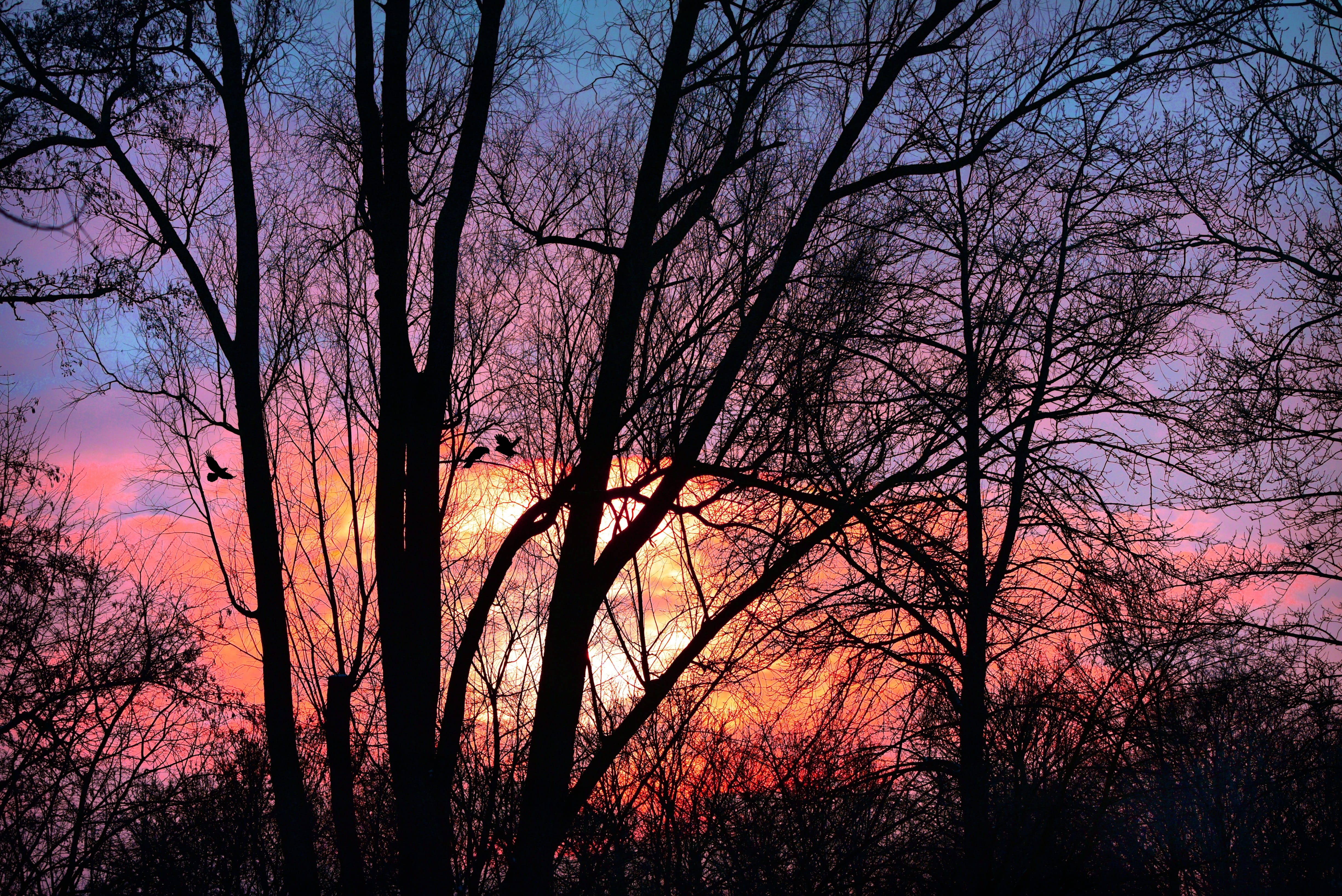 sunset, sky, clouds, dusk, evening, tree, silhouette, plant