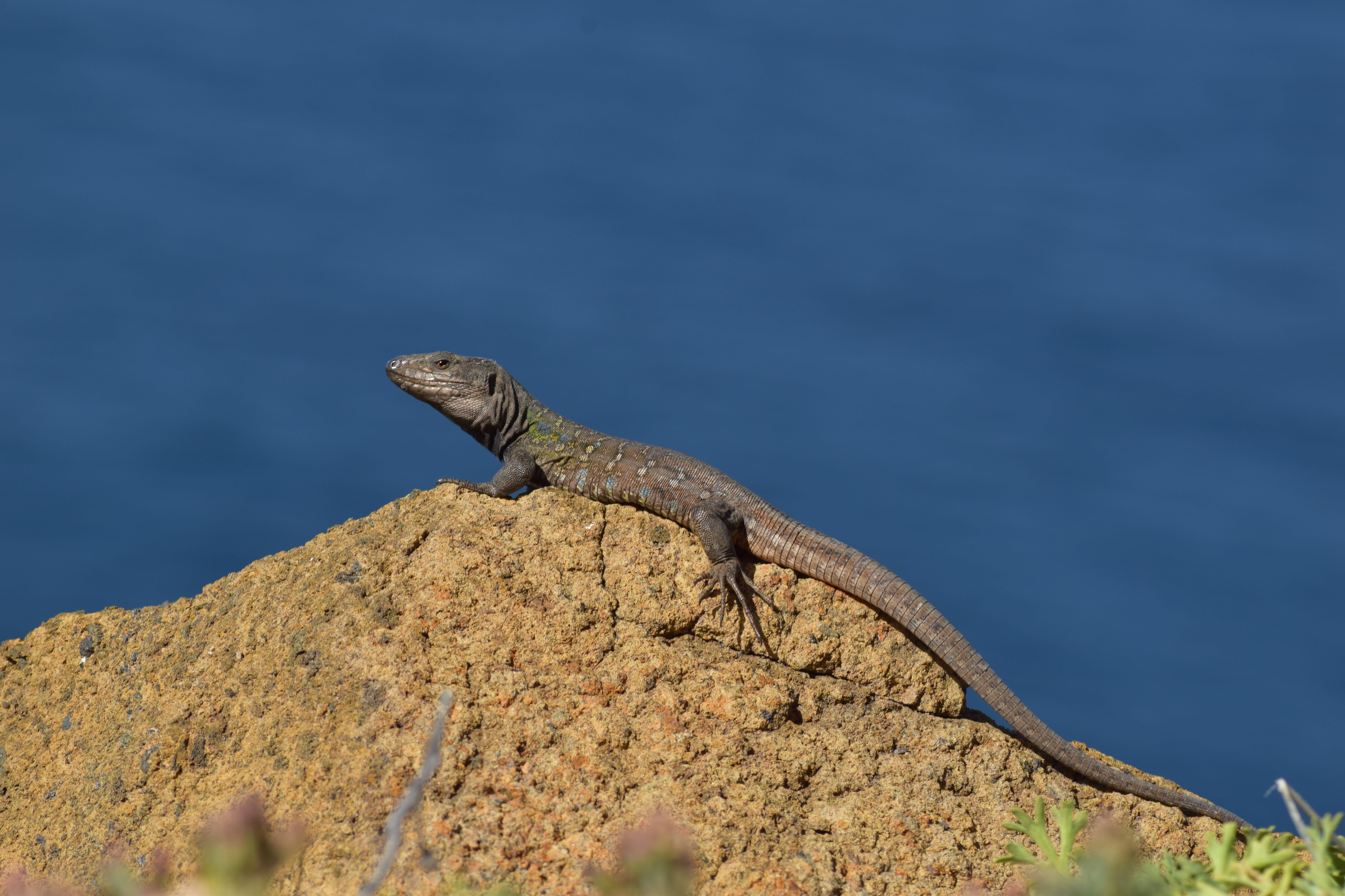 lizard, canary islands, animal, reptile, nature, sun, tenerife