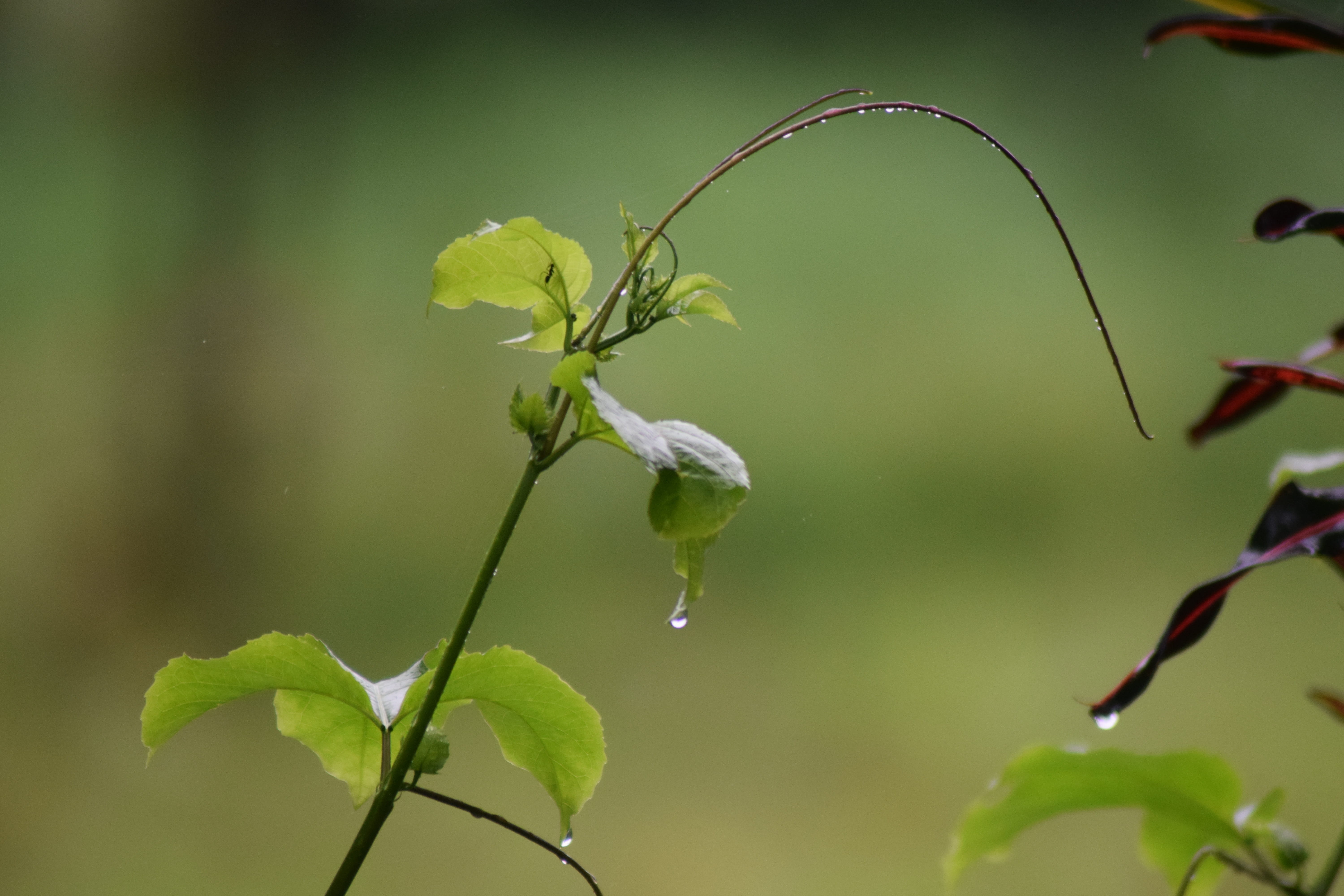 Free download | HD wallpaper: flower, kerala, greenery, natural, rain ...