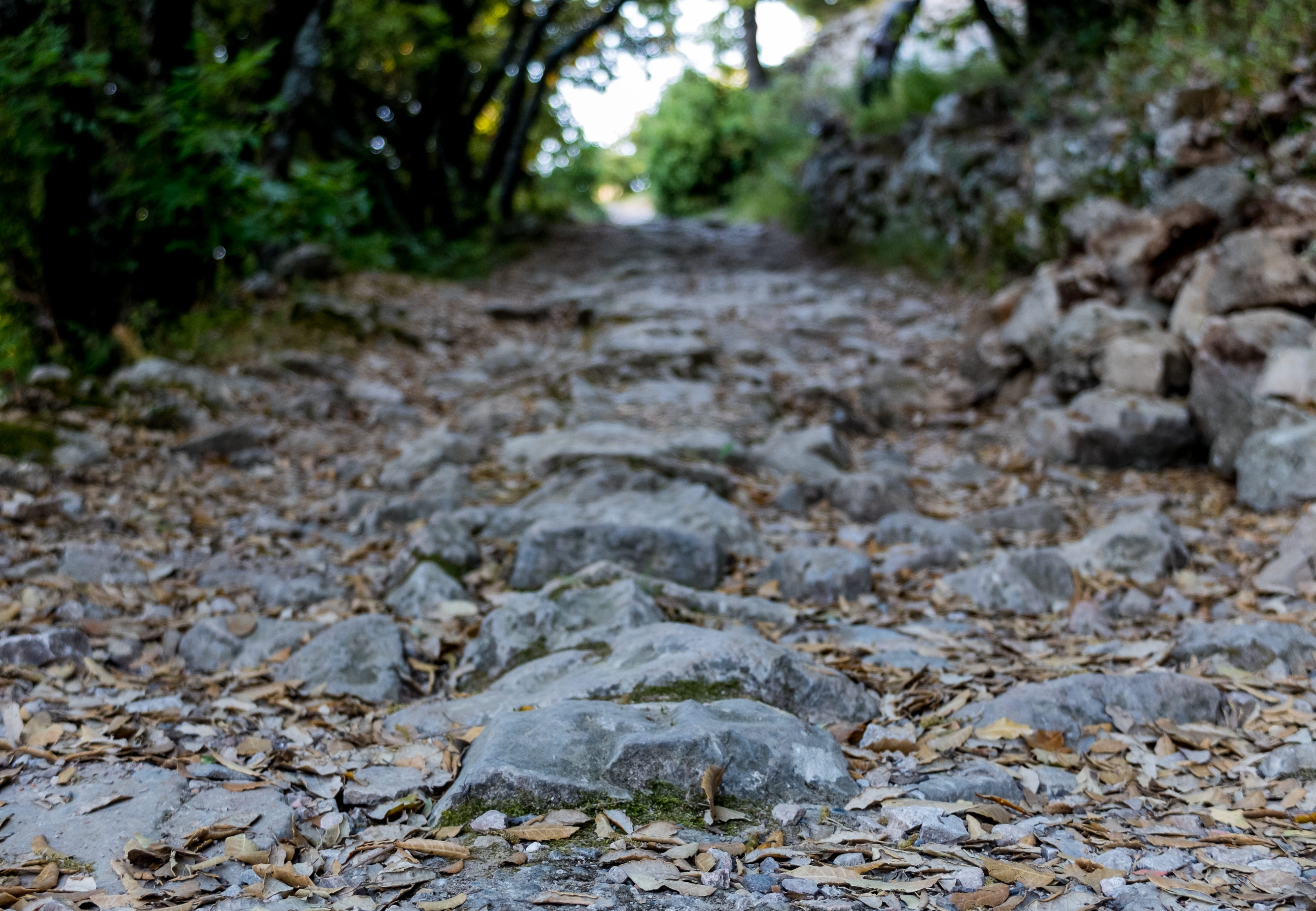 path, trees, forest, rocks, no people, nature, day, solid, the way forward