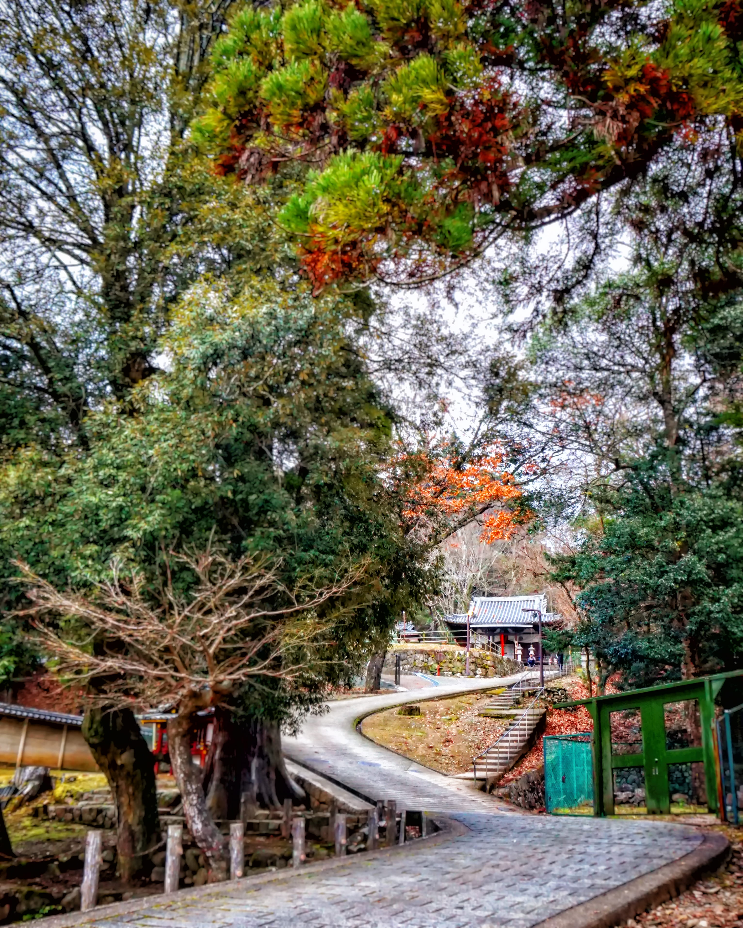 forest, tree, japan, trip, plant, architecture, built structure