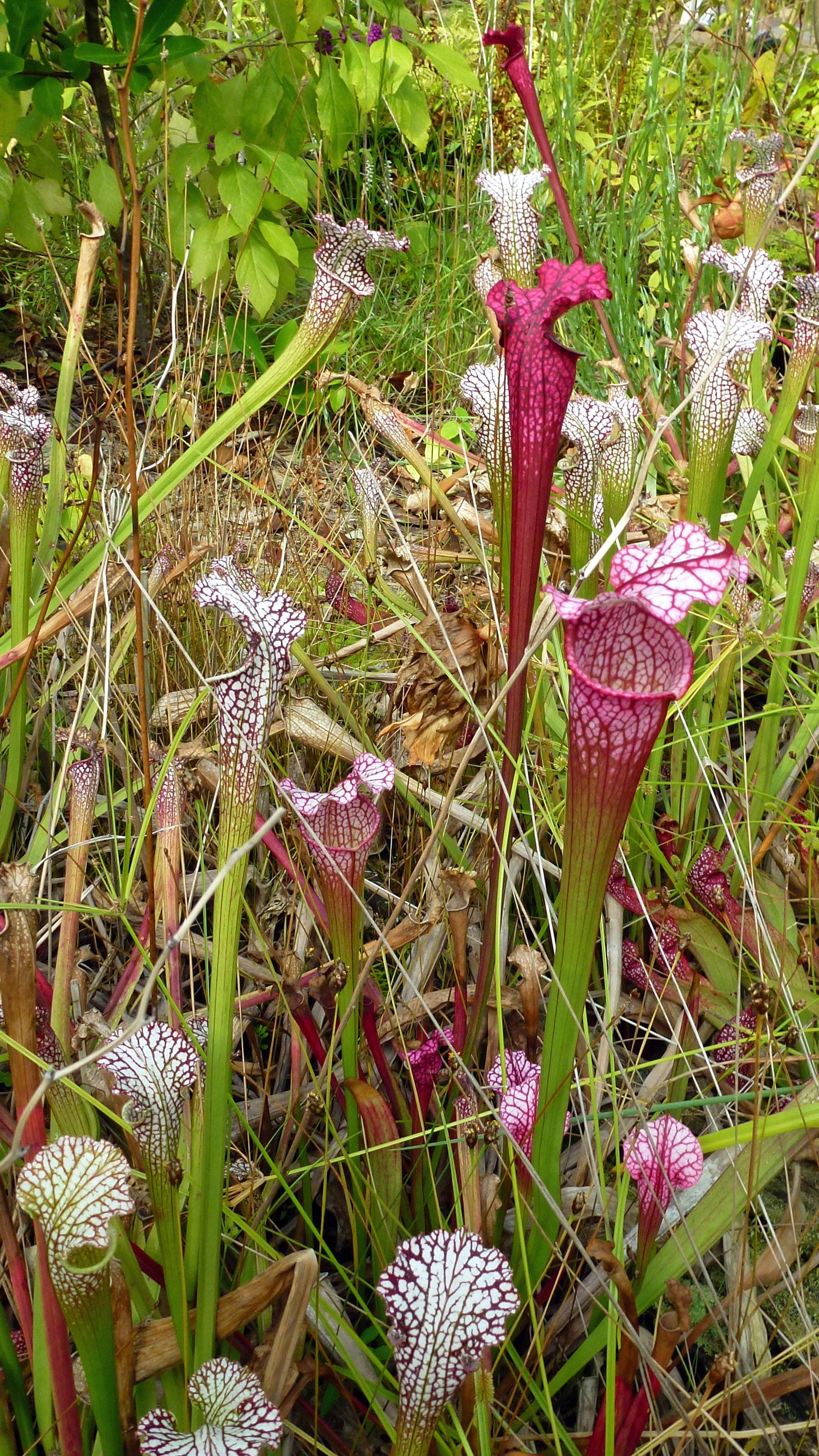 Red and white pitcher plants growing from a bog in a greenhouse.