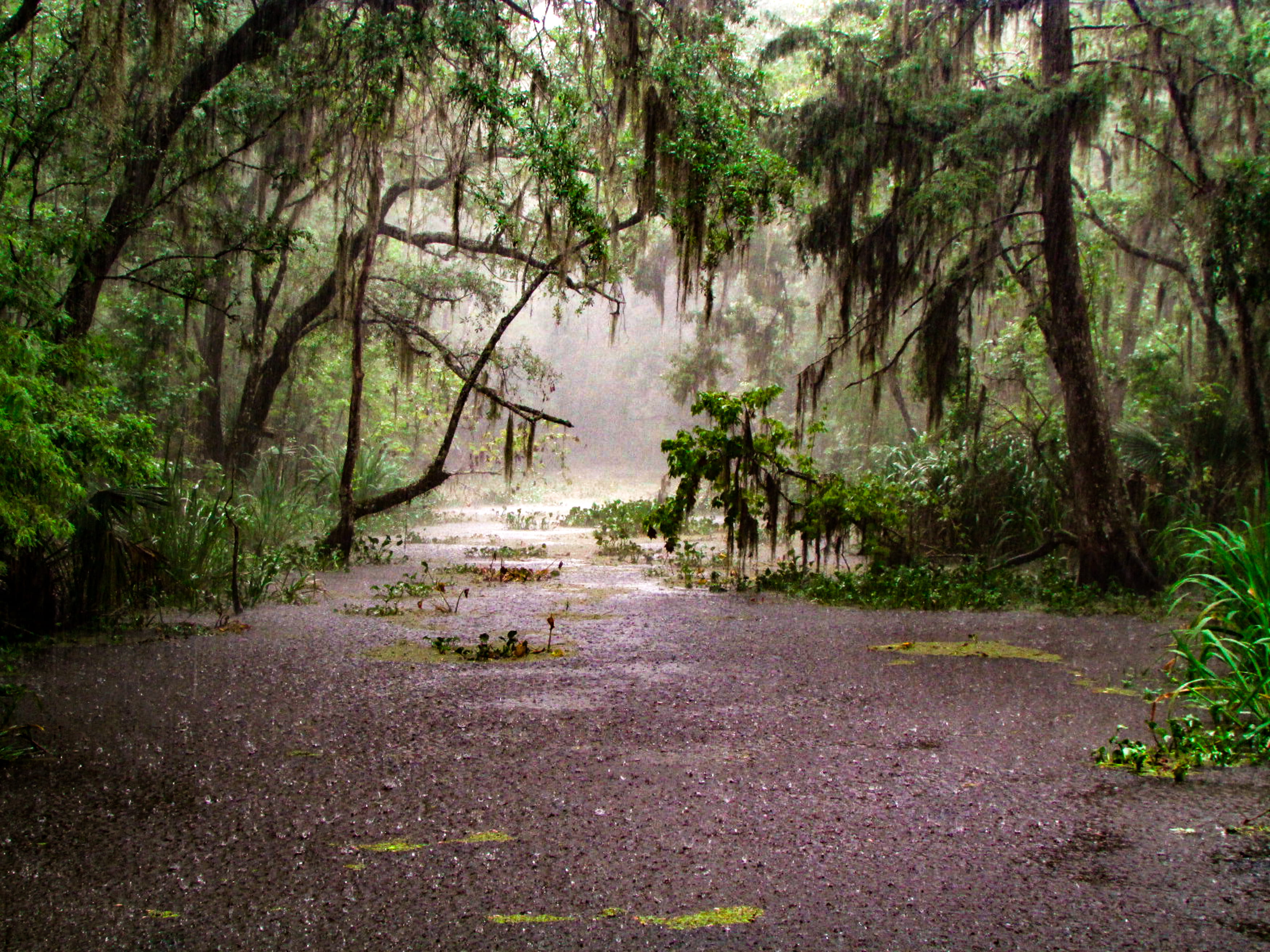 rain forest, plant, tree, tranquility, nature, land, direction
