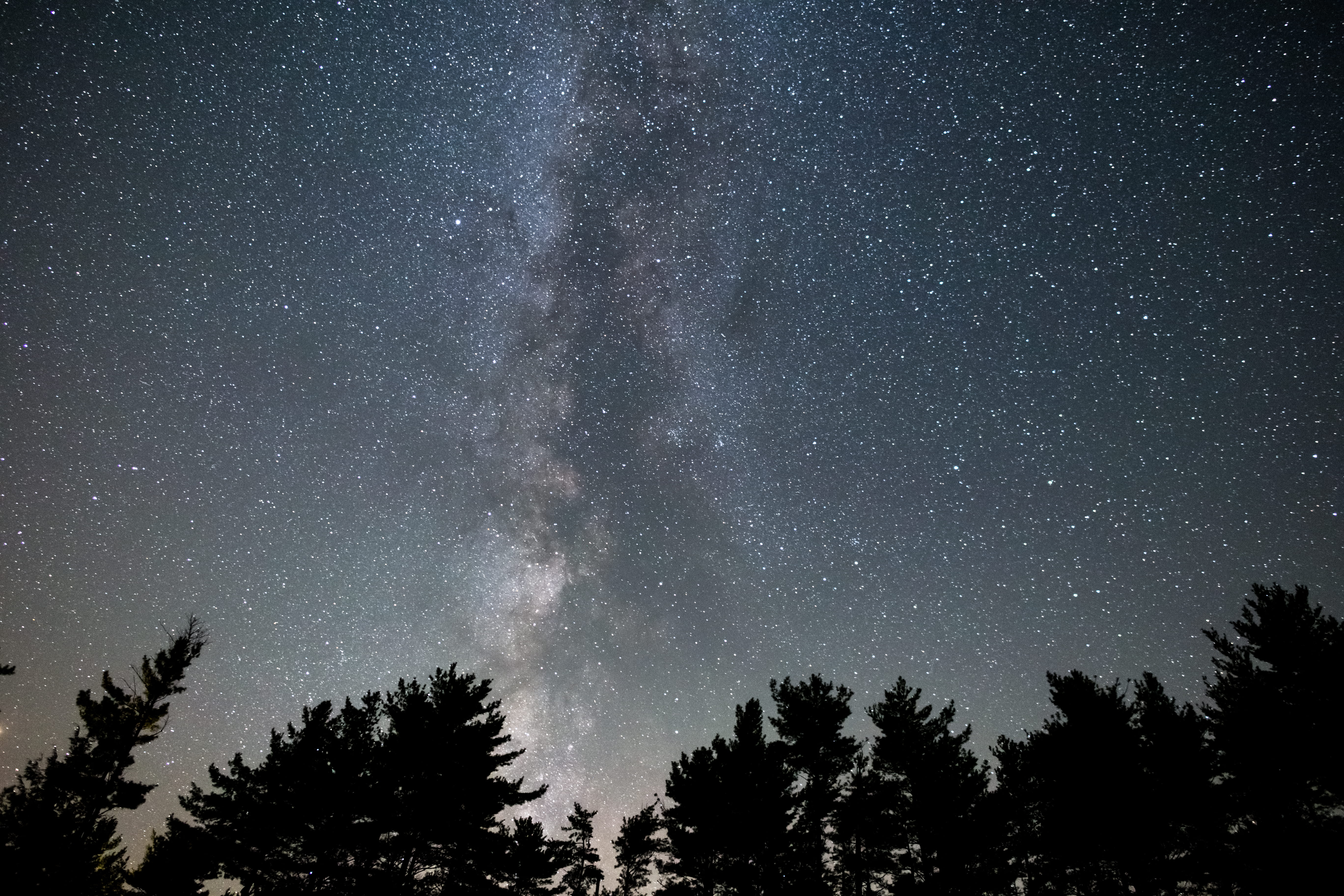 starry night, tree, space, galaxy, constellation, silhouette