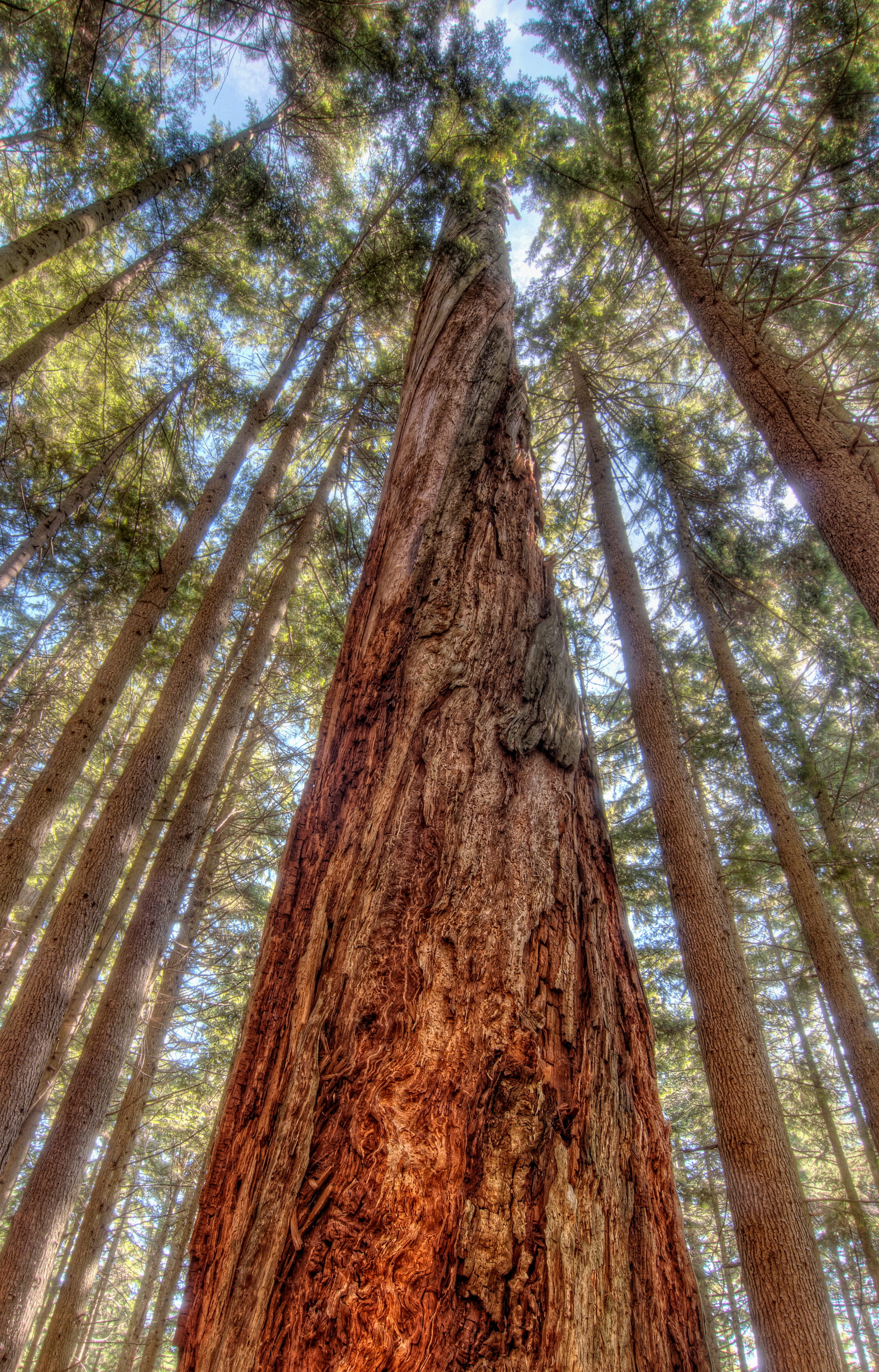 green-leafed trees, tree trunk, plant, low angle view, forest