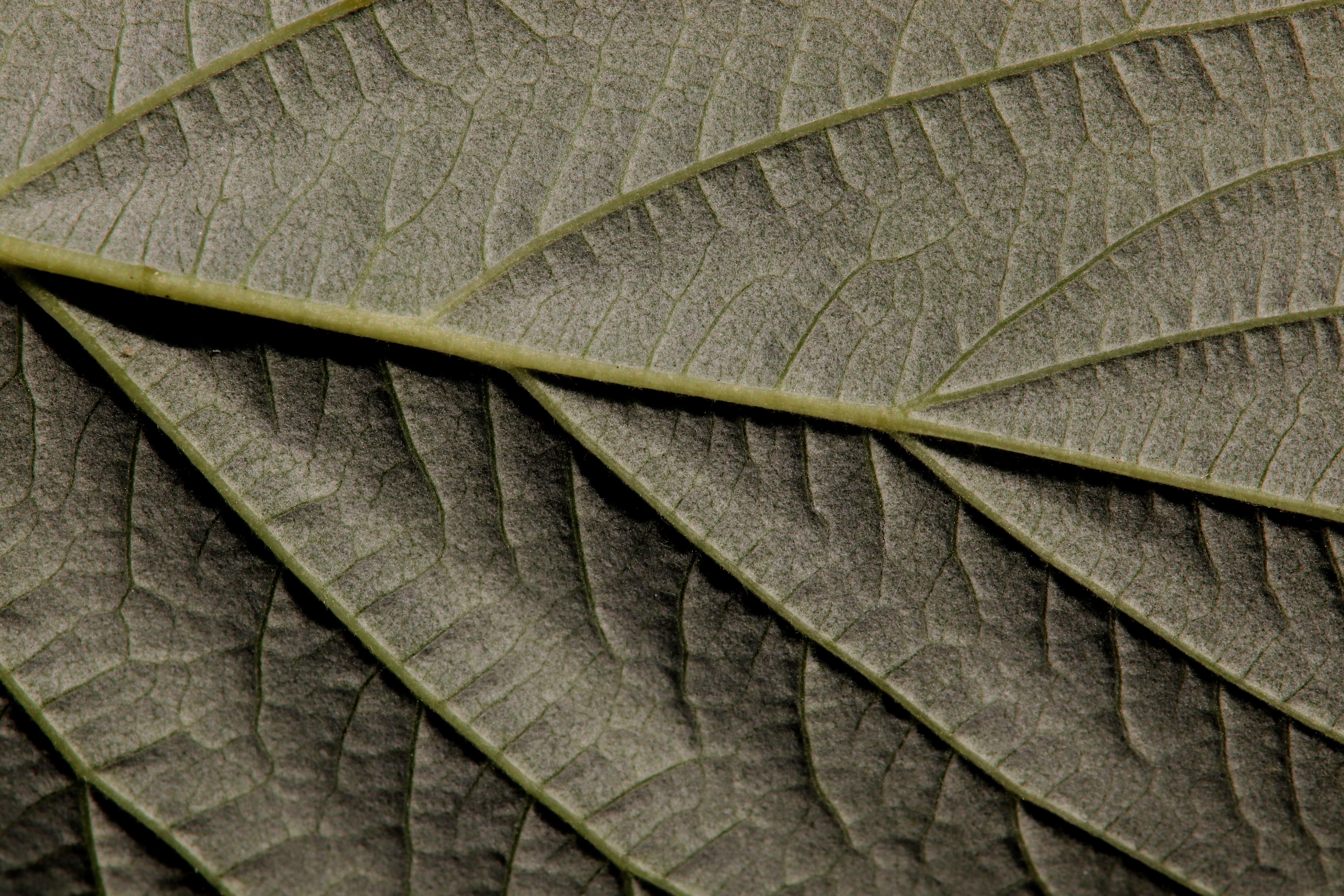 raspberry leaf, bottom, close up, plant, garden, structure