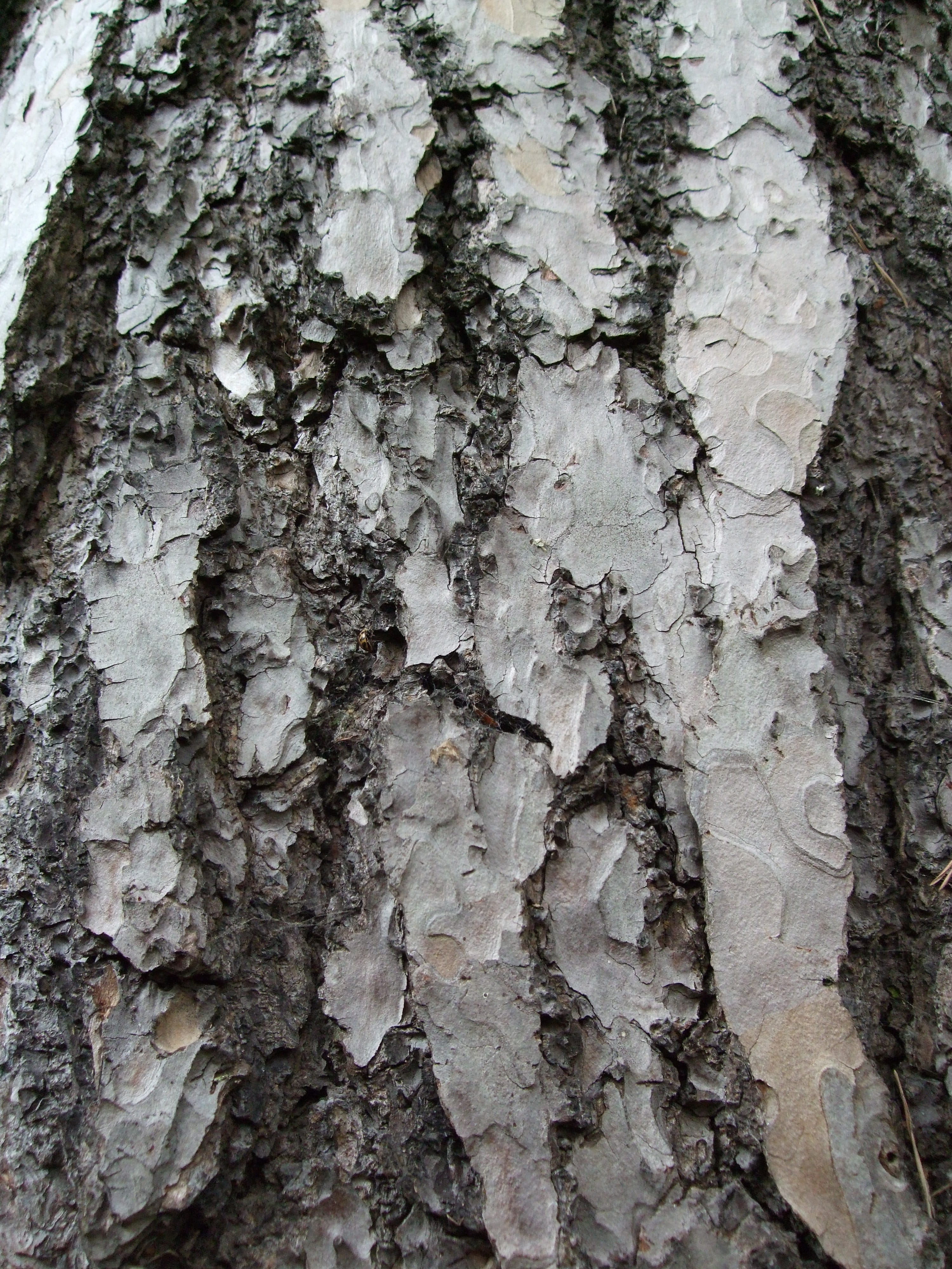 nature, background, pattern, tree, bark, texture, tree trunk